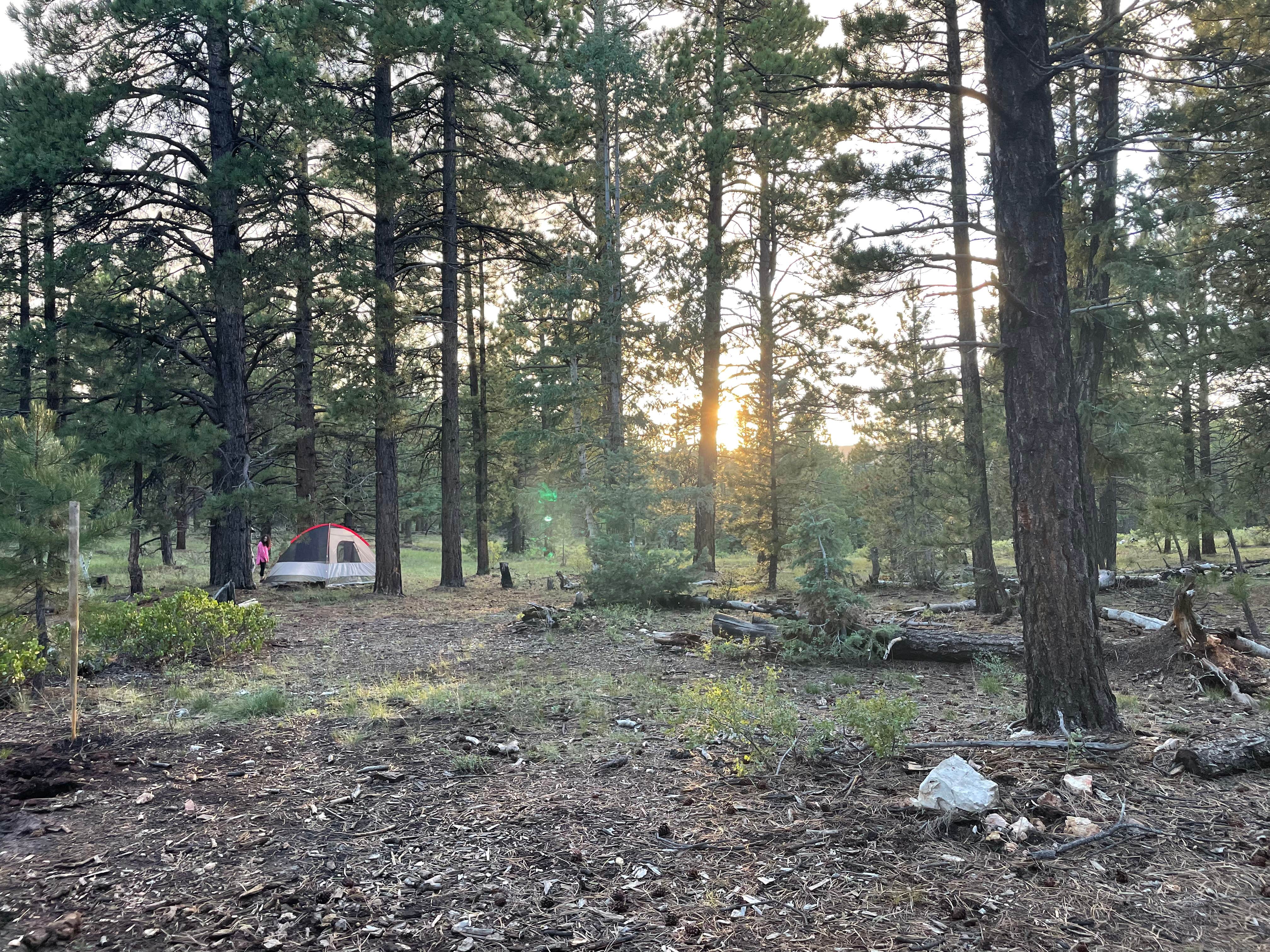 L M.'s photo of a dispersed camping area at Strawberry Ridge near Orderville, UT