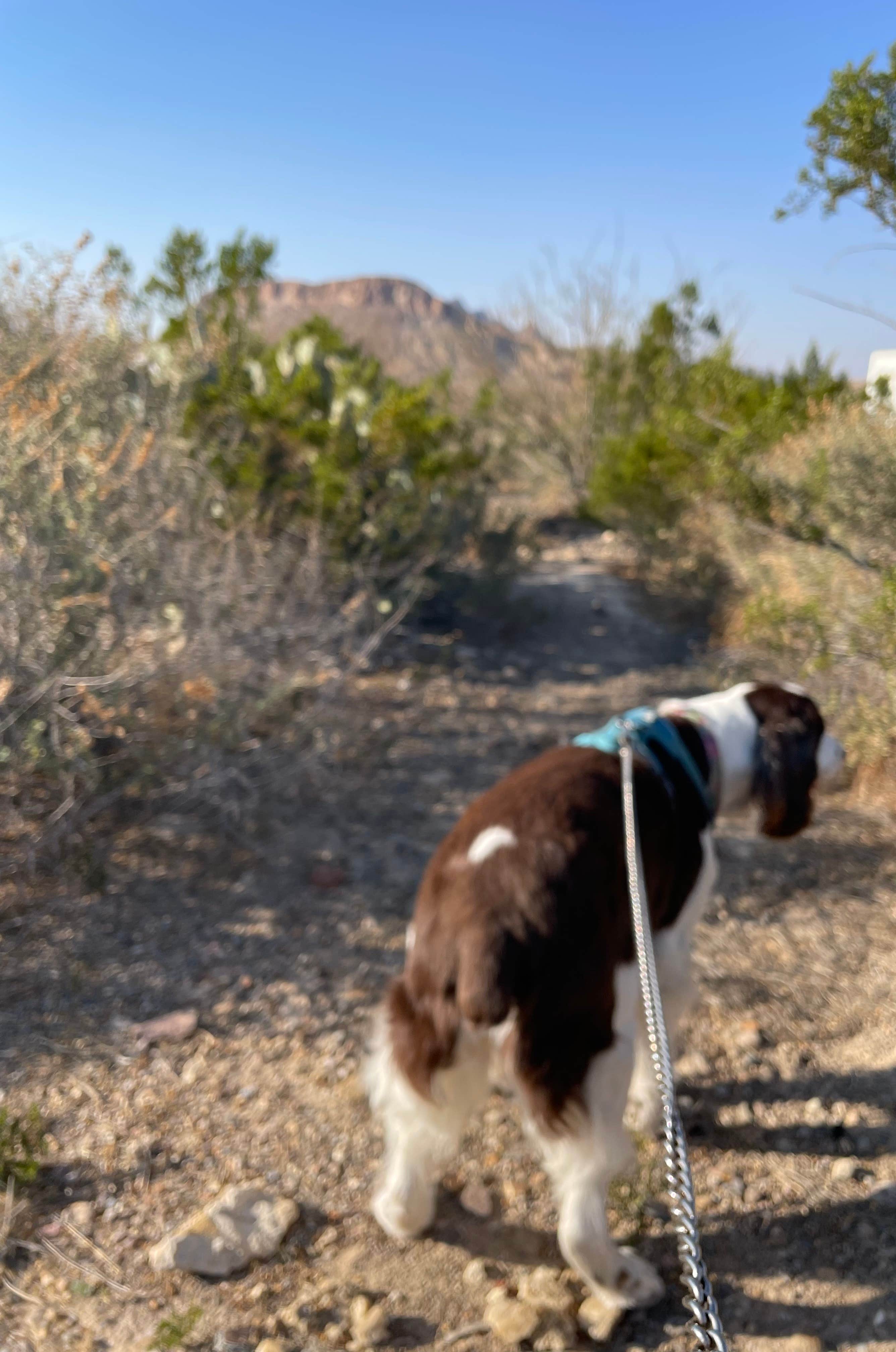 Joel R.'s photo of camping with pets at Study Butte RV Park near Terlingua, TX