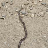 Review photo of Succor Creek State Natural Area Dispersed by Imerie T., May 28, 2026