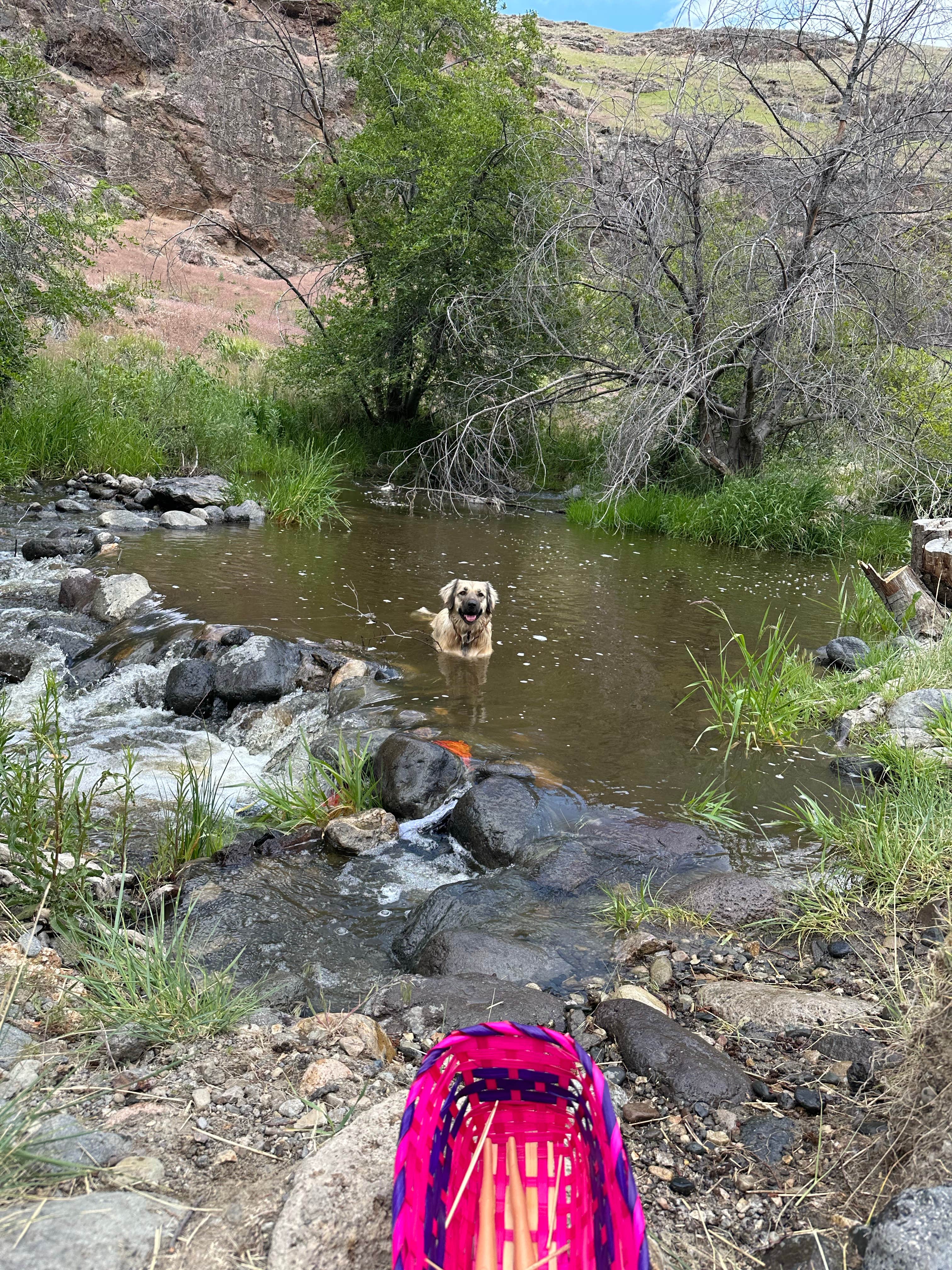 Imerie T.'s photo of camping with pets at Succor Creek State Natural Area Dispersed near Marsing, ID