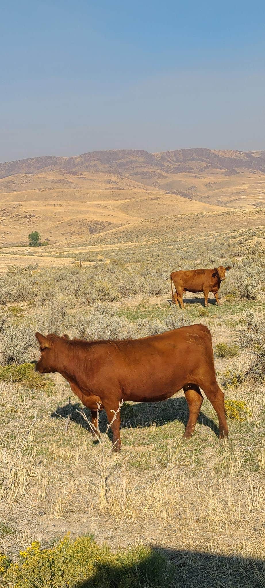 Camper-submitted photo at Succor Creek State Natural Area Dispersed near Star, ID
