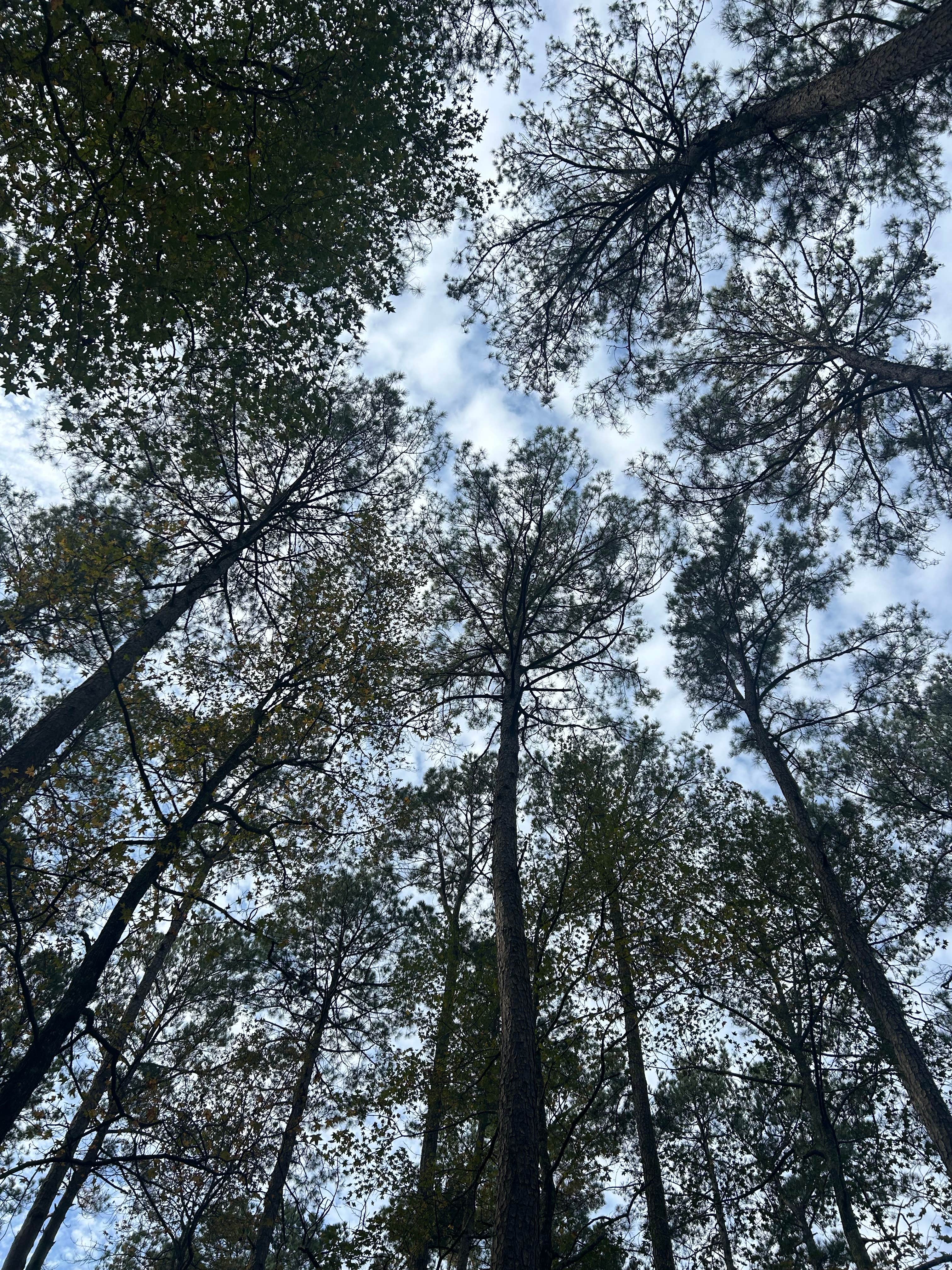 Camper-submitted photo at Sugar Creek Hunt Camp Dispersed near West Monroe, LA