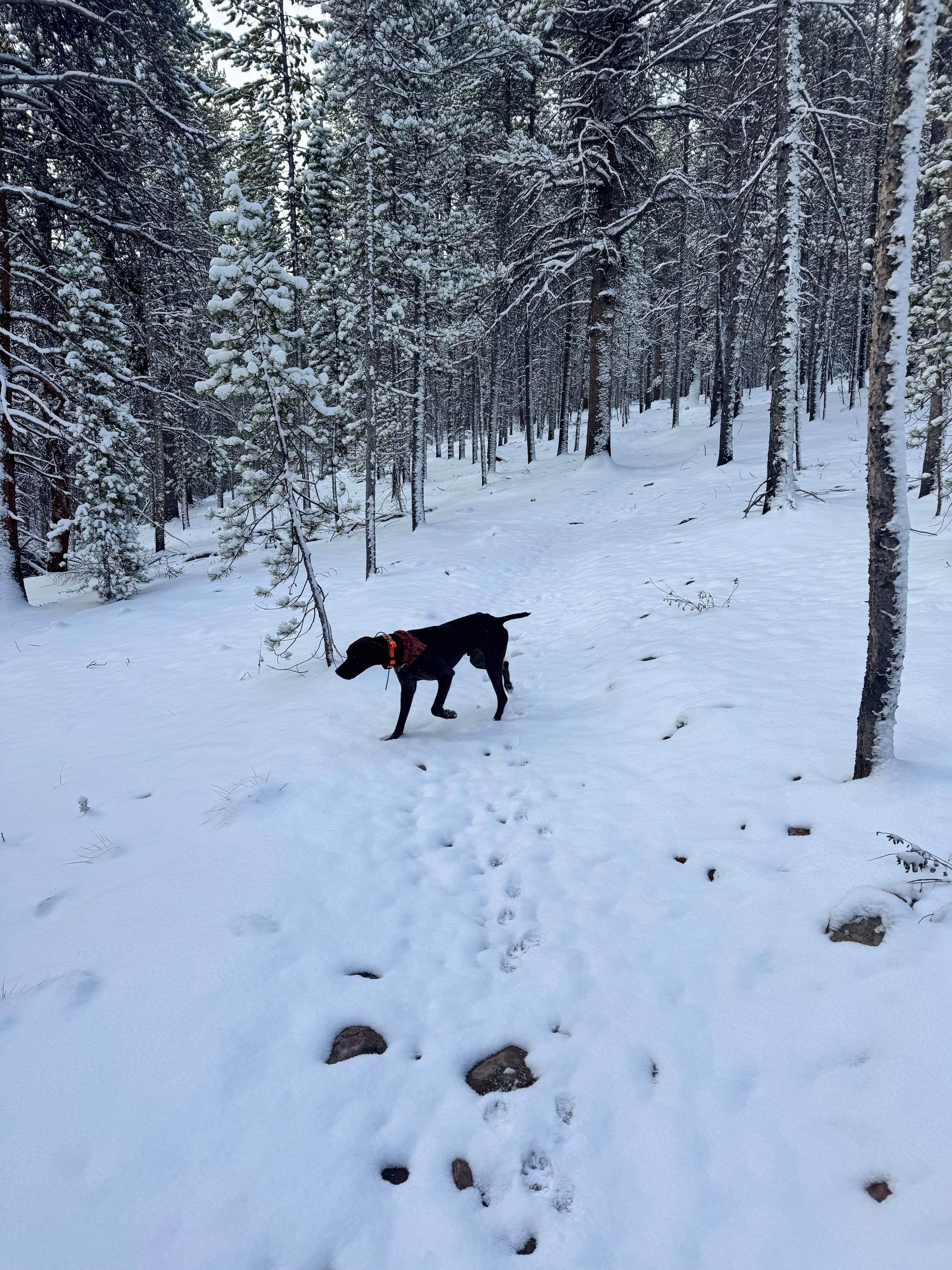 Reames C.'s photo of camping with pets at Sugar Loafin' RV/Campground & Cabins near Leadville, CO