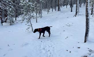 Reames C.'s photo of camping with pets at Sugar Loafin' RV/Campground & Cabins near Climax, CO