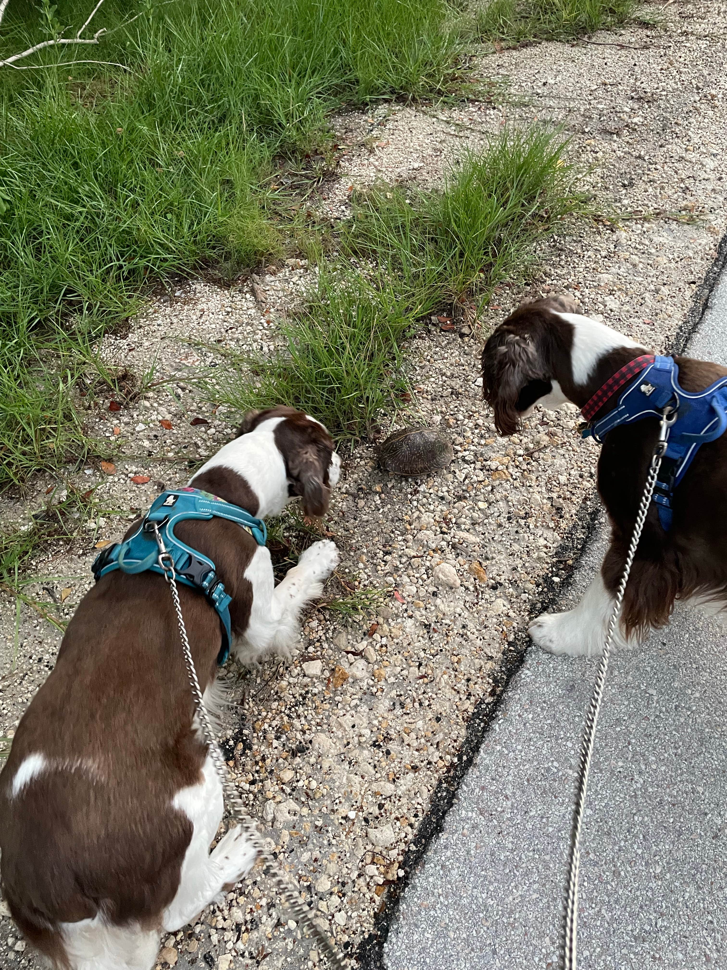 Joel R.'s photo of camping with pets at Sugarloaf Key/Key West KOA Resort near Key West, FL