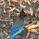 Review photo of Sugarloaf Ridge State Park Campground by Teresa A., January 20, 2026