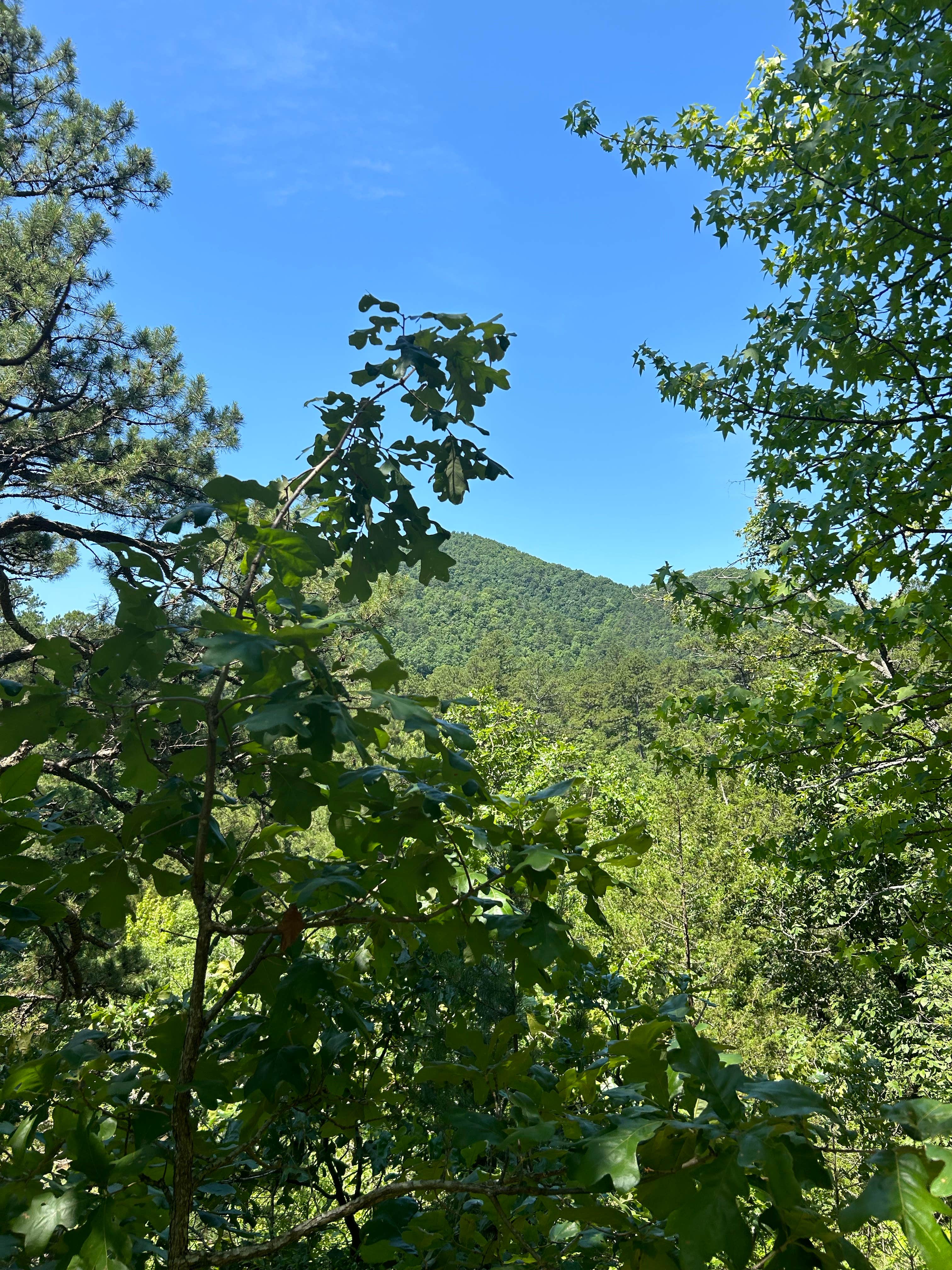 Camping near Winding Stairs Campground: Sugartree Mountain Falls campsite, Langley, Arkansas