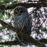 Review photo of Suislaw National Forest Dispersed Camping by Laura S., September 17, 2026