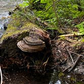 Review photo of Sullivan Creek Campgrounds by Willow A., December 28, 2025