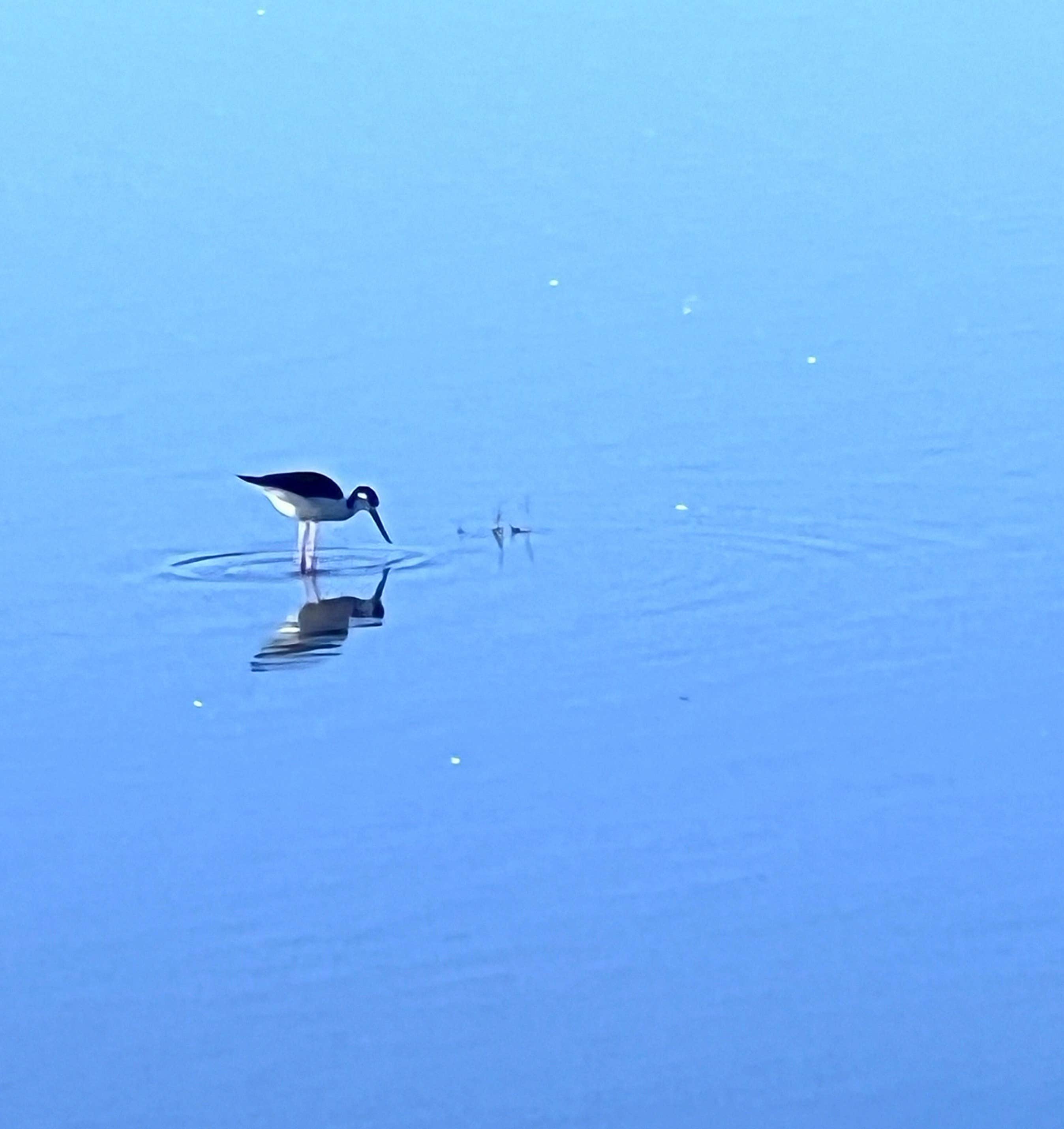 Camper-submitted photo at Sully's RV Park near McArthur, CA