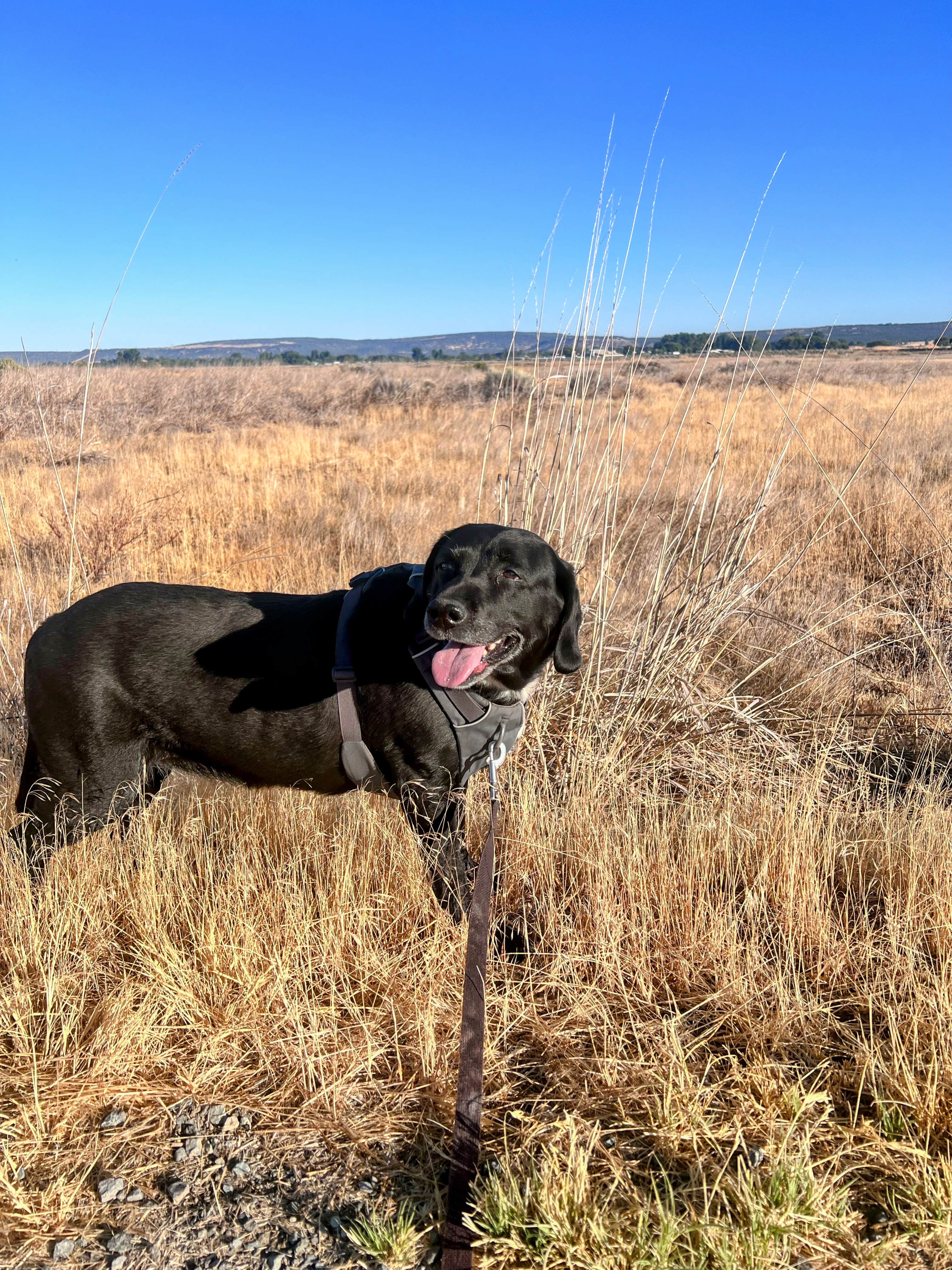 Camping near Ash Creek: Sully's RV Park, Alturas, California