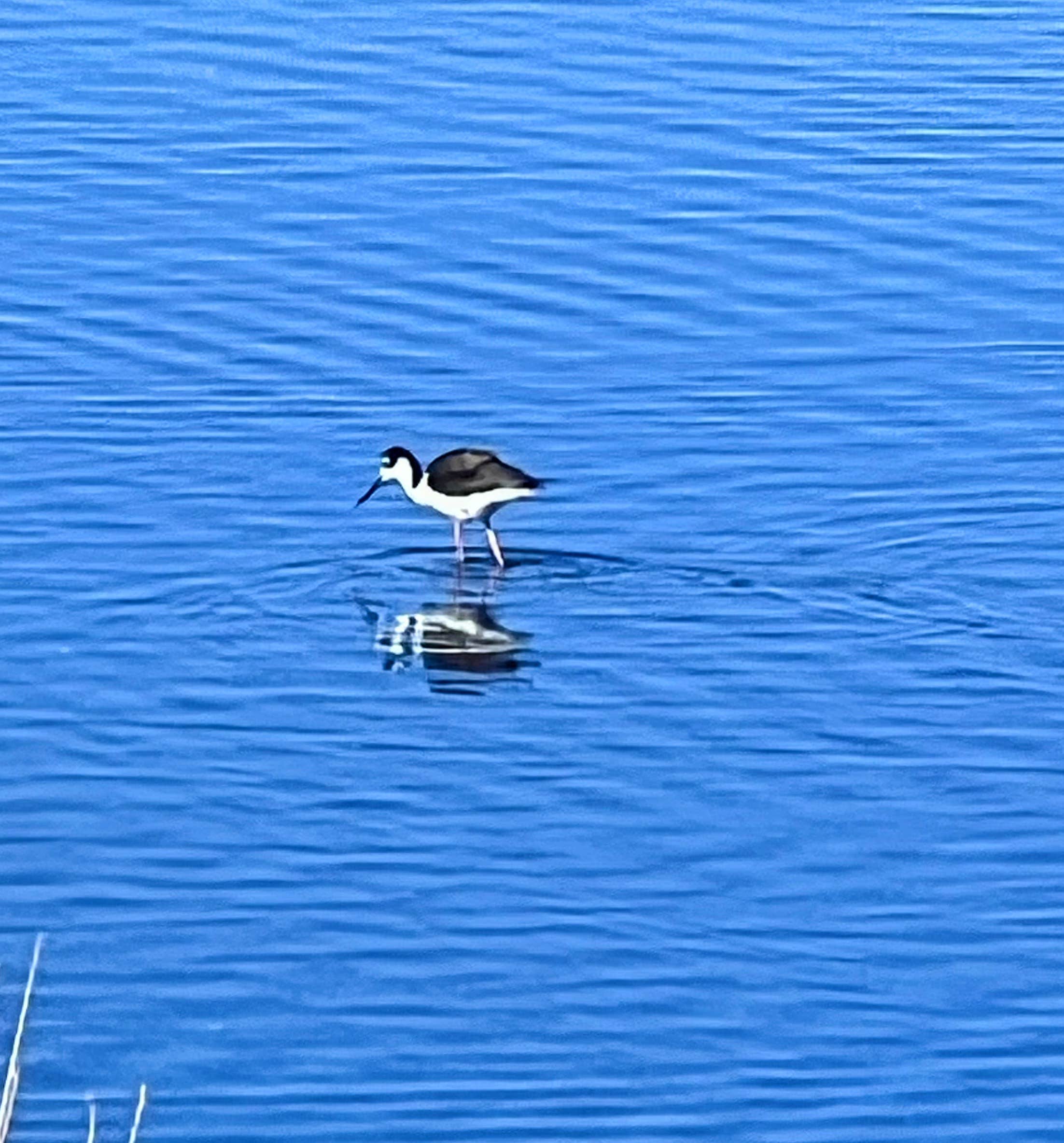Camper-submitted photo at Sully's RV Park near McArthur, CA