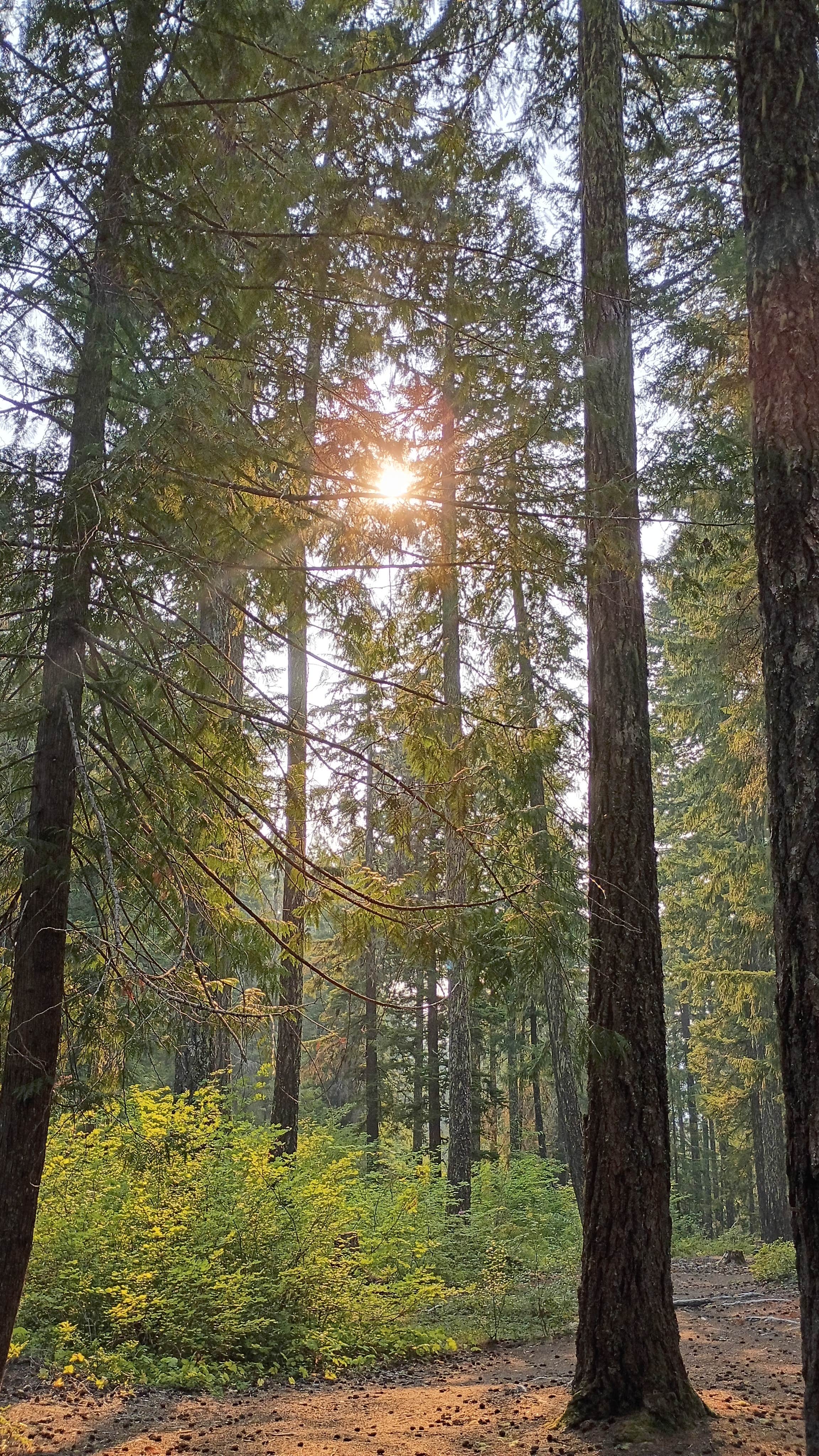Glen B.'s photo of a dispersed camping area at Summit Creek Campground near Naches, WA