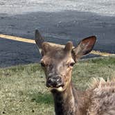 Review photo of Sun Outdoors Yellowstone North by Michi P., May 7, 2026