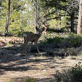 Review photo of Sunset Campground — Bryce Canyon National Park by marine J., September 6, 2024