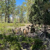 Review photo of Sunset Campground — Bryce Canyon National Park by marine J., September 6, 2024