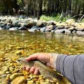 Review photo of Sunset Campground — Kings Canyon National Park by Joseph Z., December 12, 2024