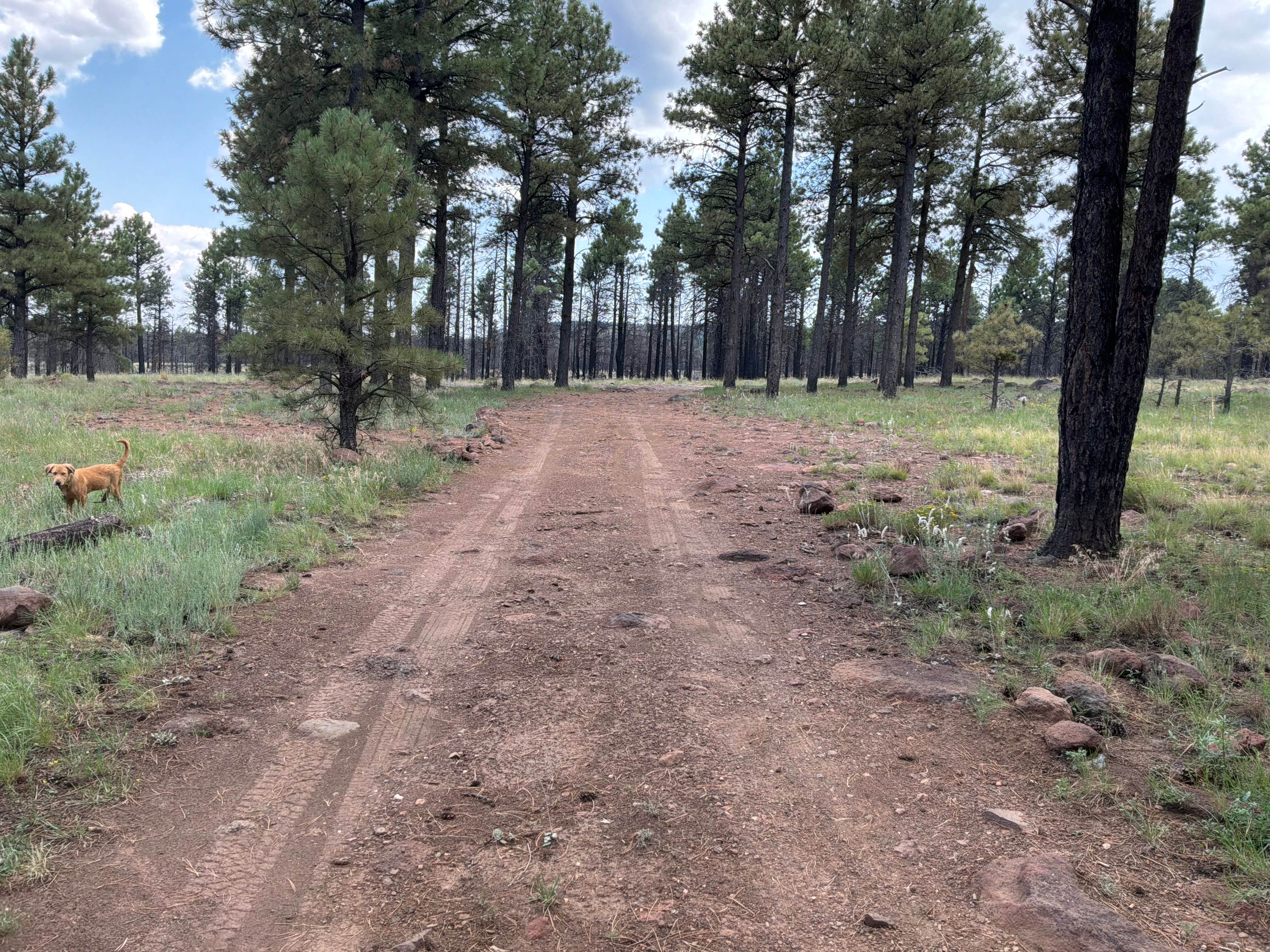 Mark R.'s photo of camping with pets at Sunset Crater near Gray Mountain, AZ