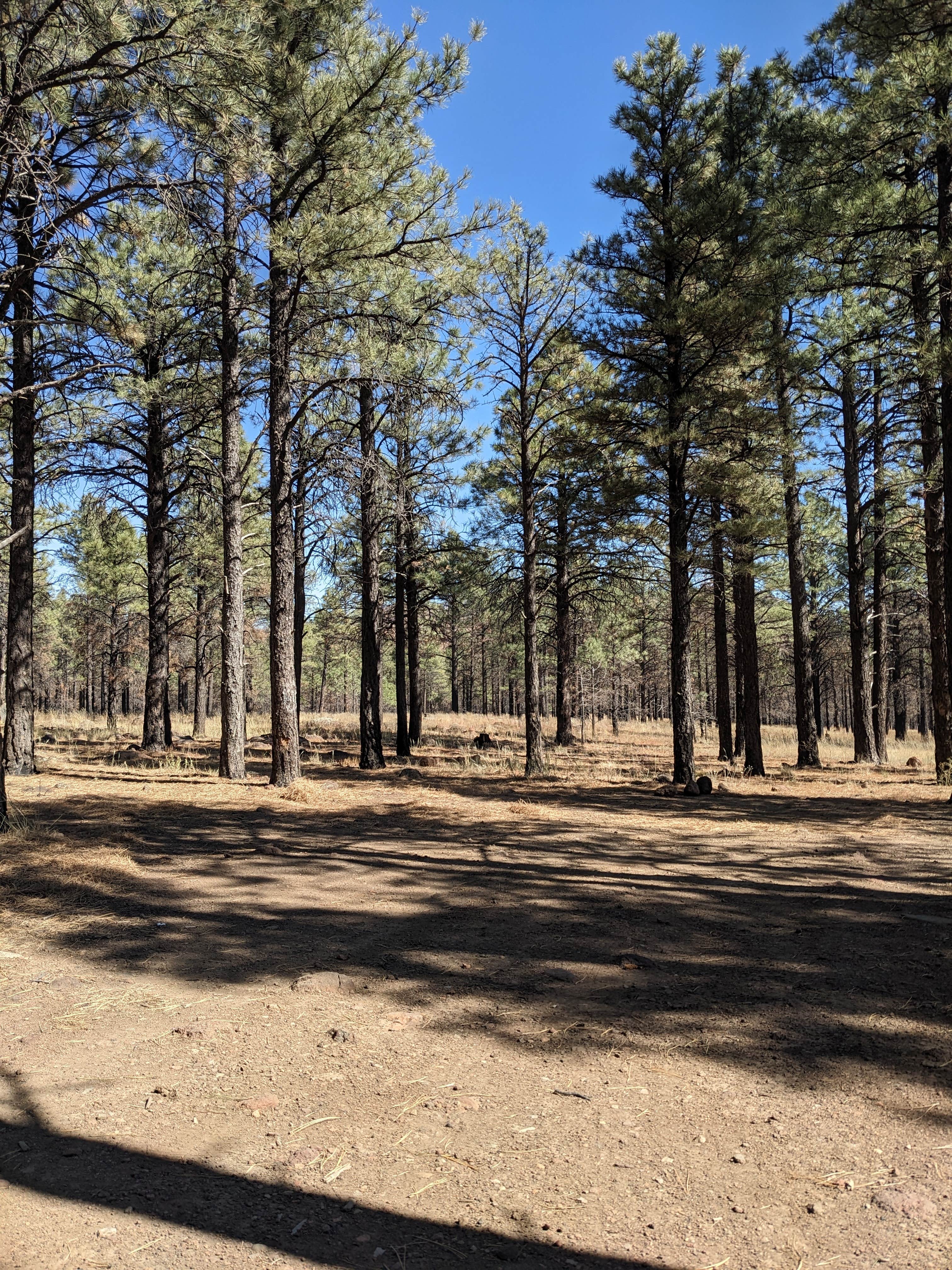 Camping near Oleary Group Site: Sunset Crater, Flagstaff, Arizona