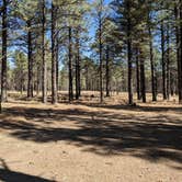 Review photo of Sunset Crater by Mitch H., October 14, 2023