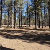 Review photo of Sunset Crater by Mitch H., October 14, 2023