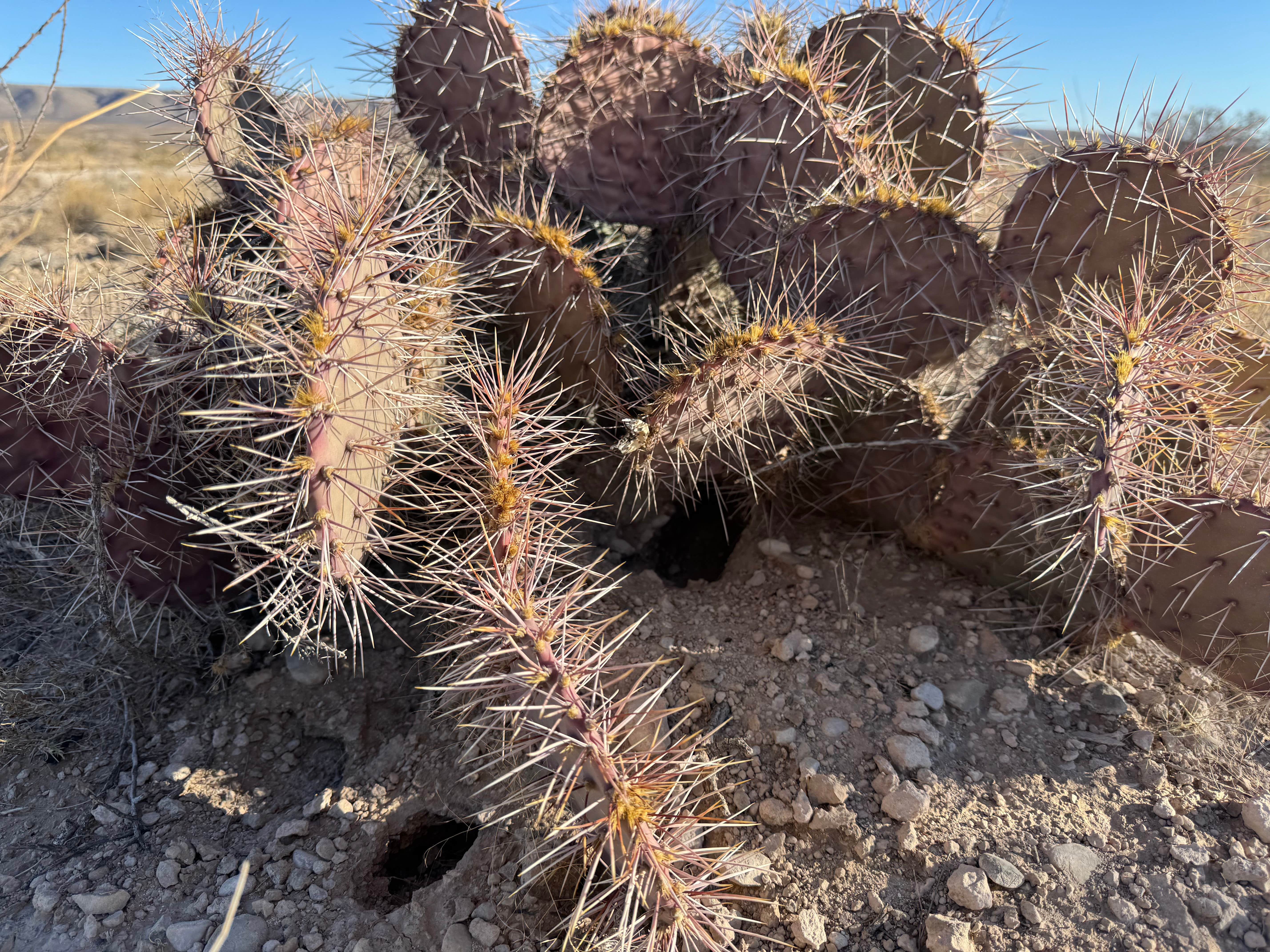 Camper-submitted photo at Sunset Reef Campground in New Mexico