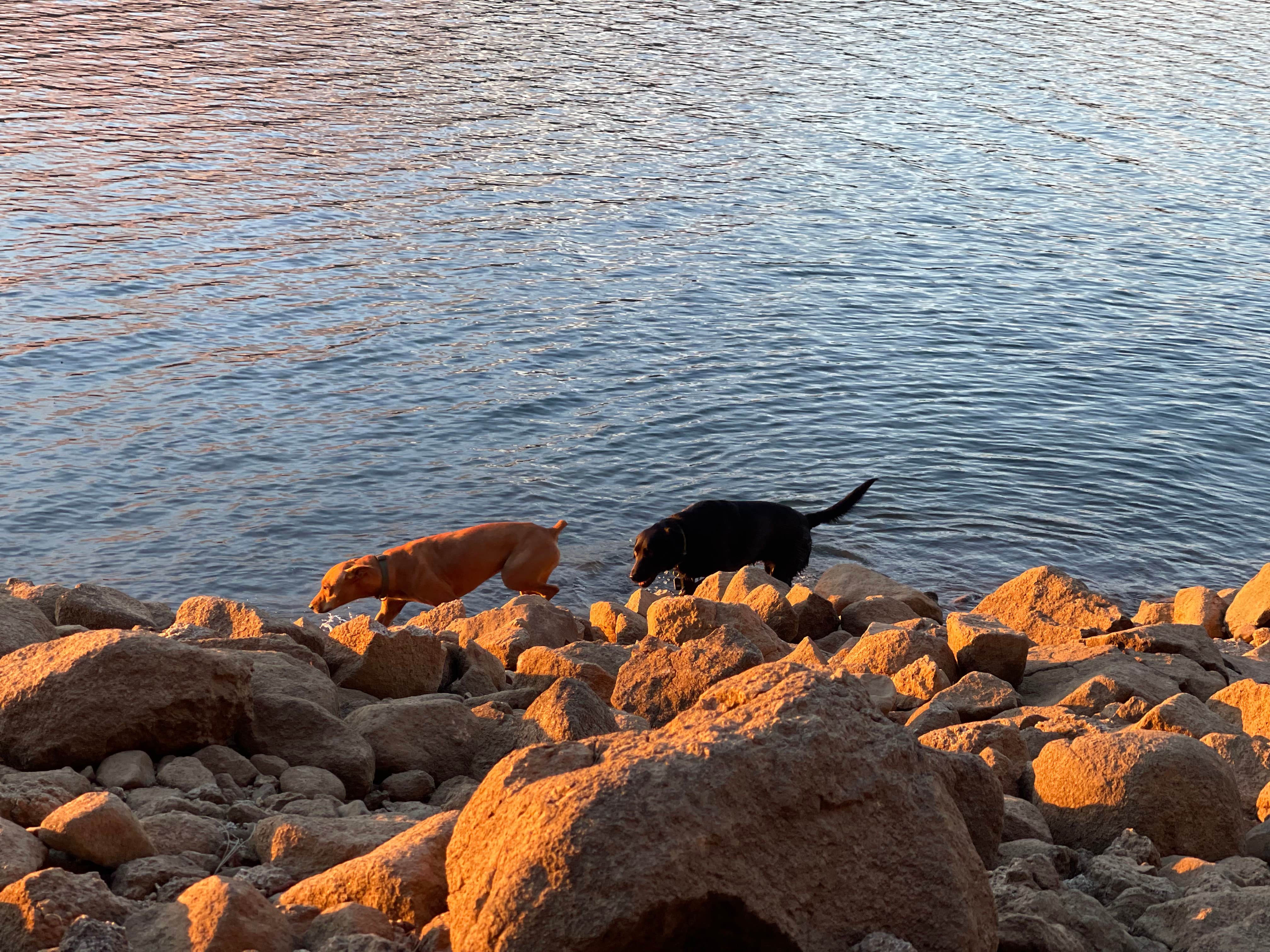 Rebecca J.'s photo of camping with pets at Union Valley Reservoir near Eldorado National Forest