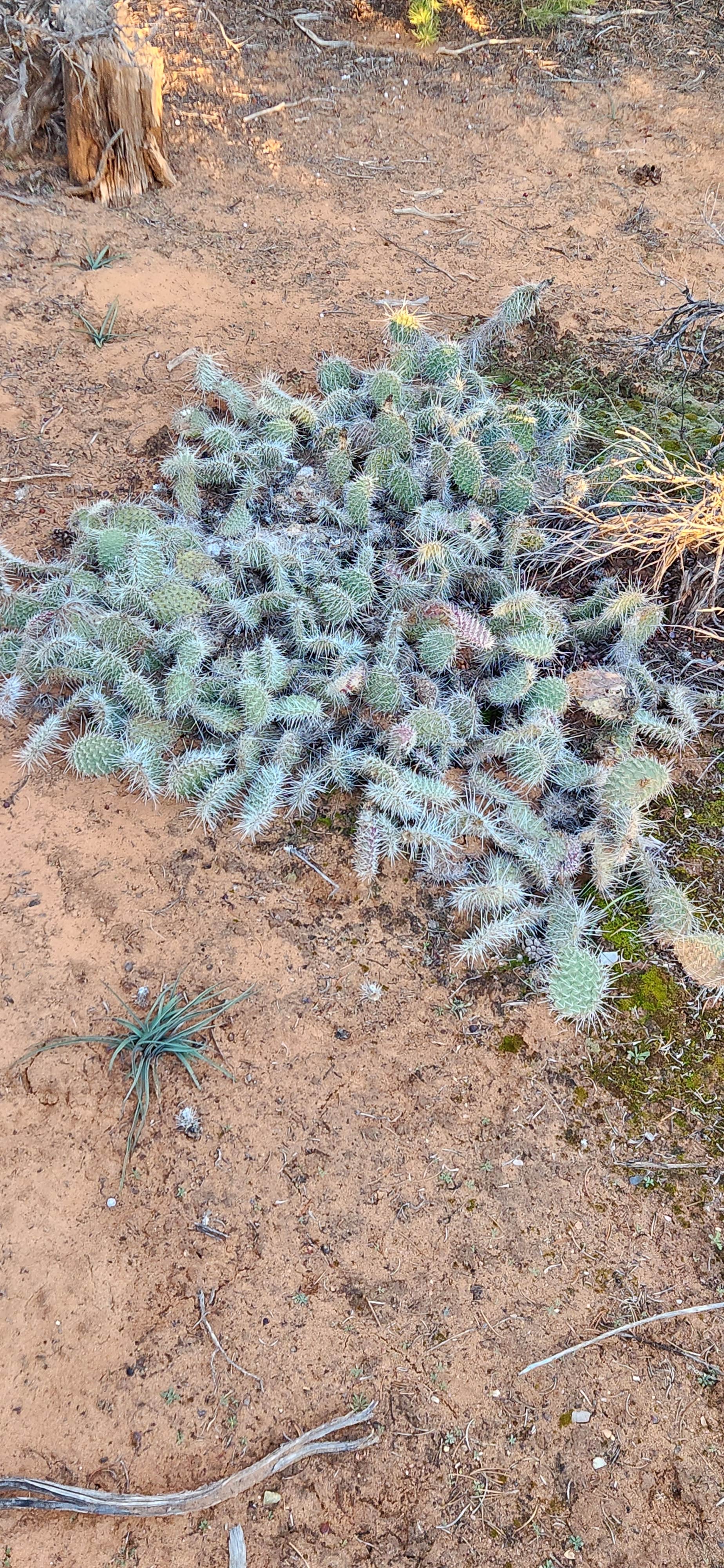 Camper-submitted photo at sunset view free campground near Kayenta, AZ