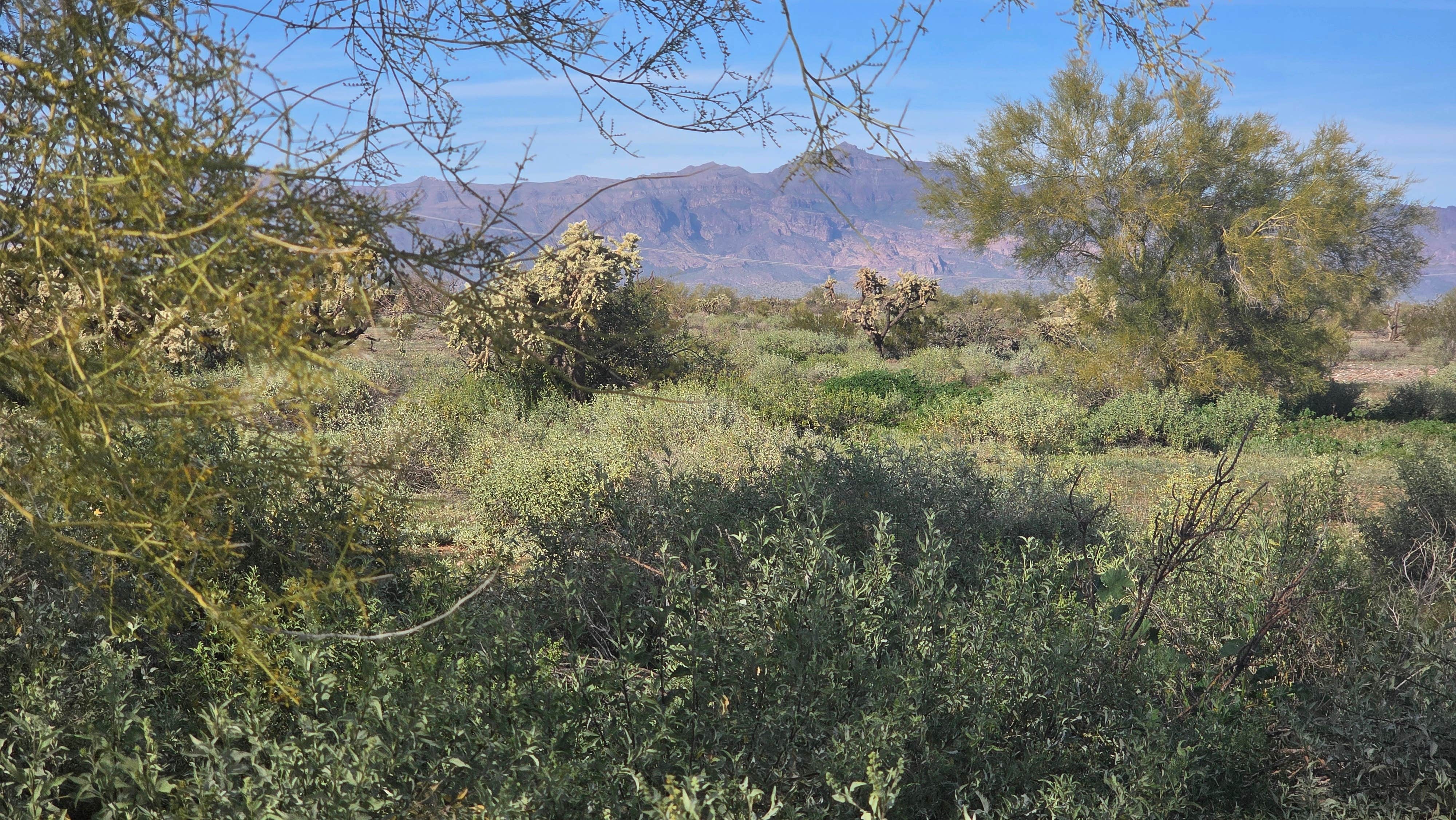 Camper-submitted photo at Superstition Mountain AZ state trust dispersed near Queen Valley, AZ