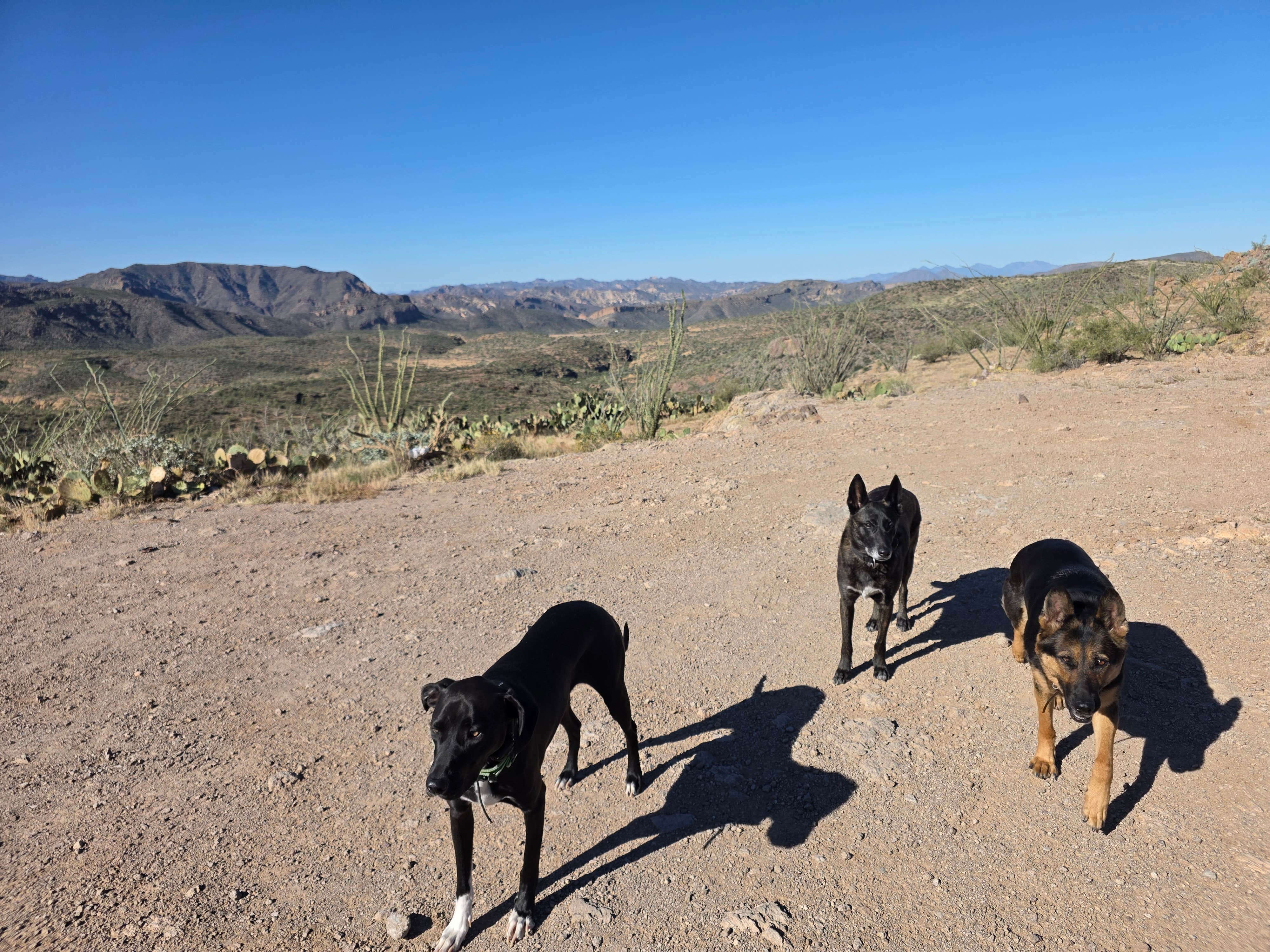 Camper-submitted photo at Superstition Mountains -- Dispersed Sites along Hwy 88 near Superstition Mobile Ranch, AZ