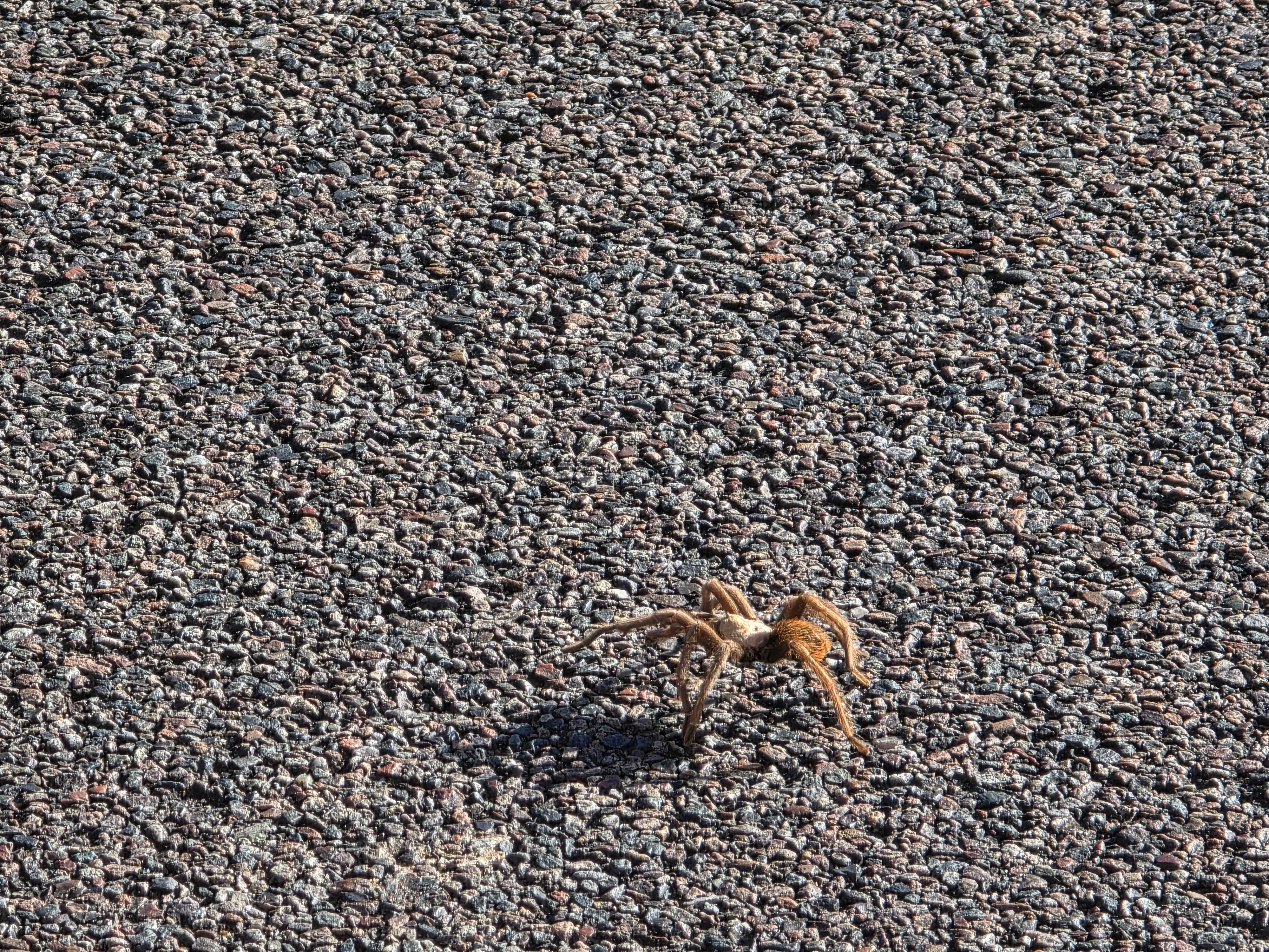 Camper-submitted photo at Superstition Mountains -- Dispersed Sites along Hwy 88 near Superstition Mobile Ranch, AZ