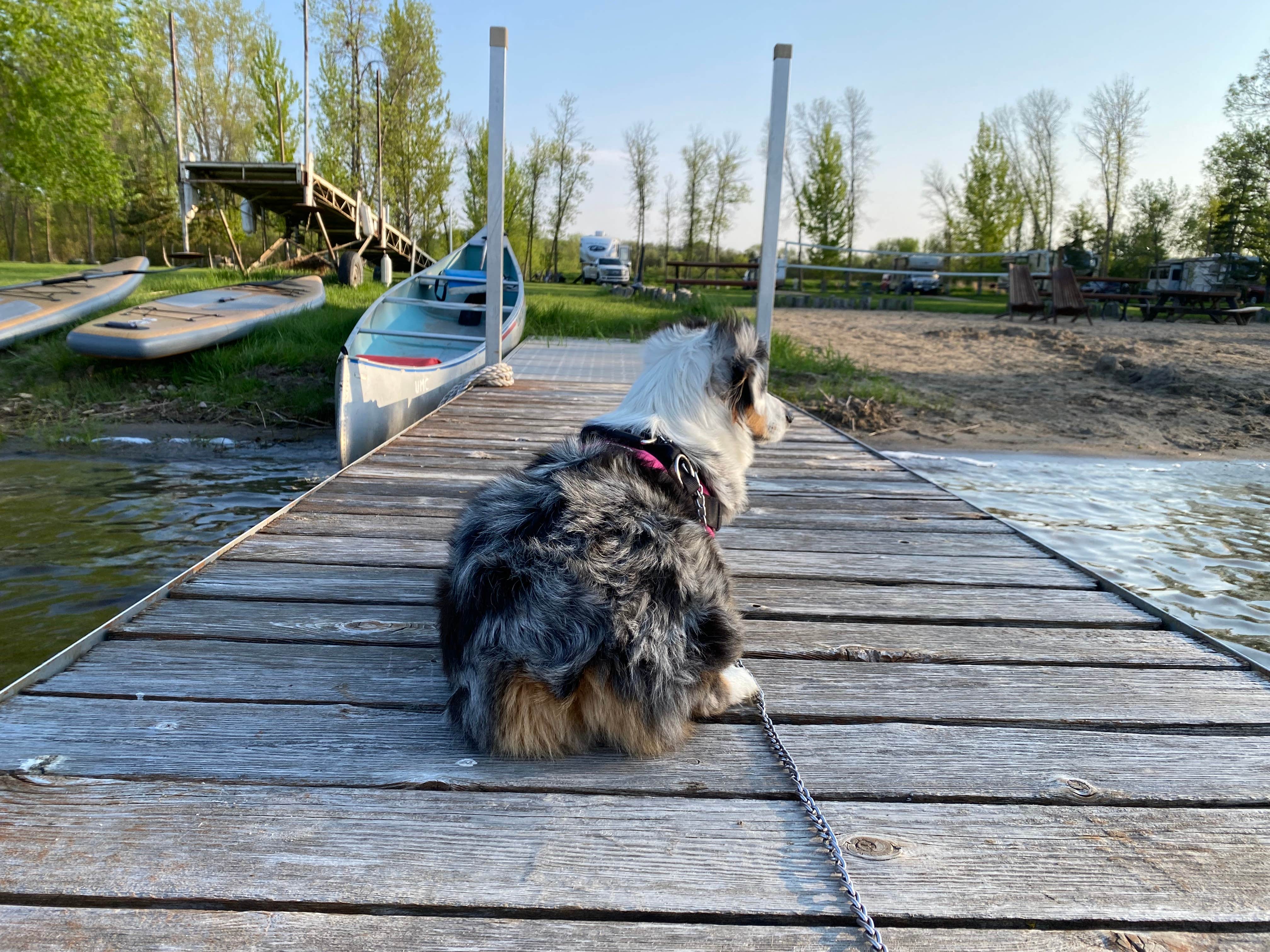 Kathy D.'s photo of camping with pets at Swan Lake Resort & Campground near Chokio, MN