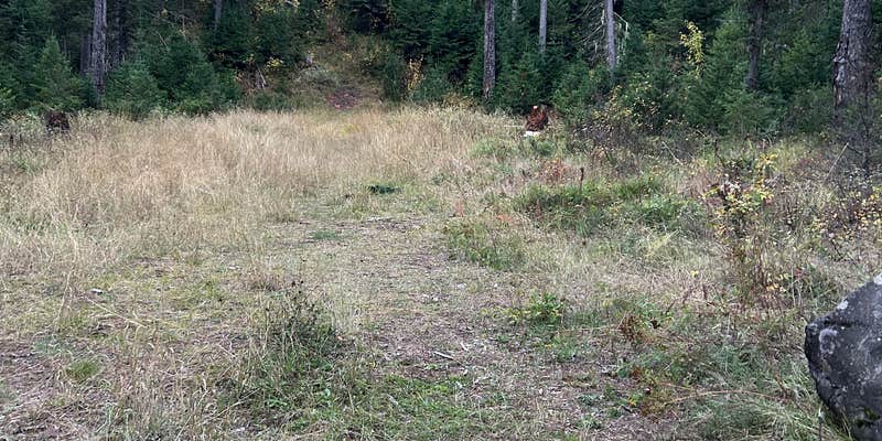 Camper submitted image from Swift Creek Dirt Road