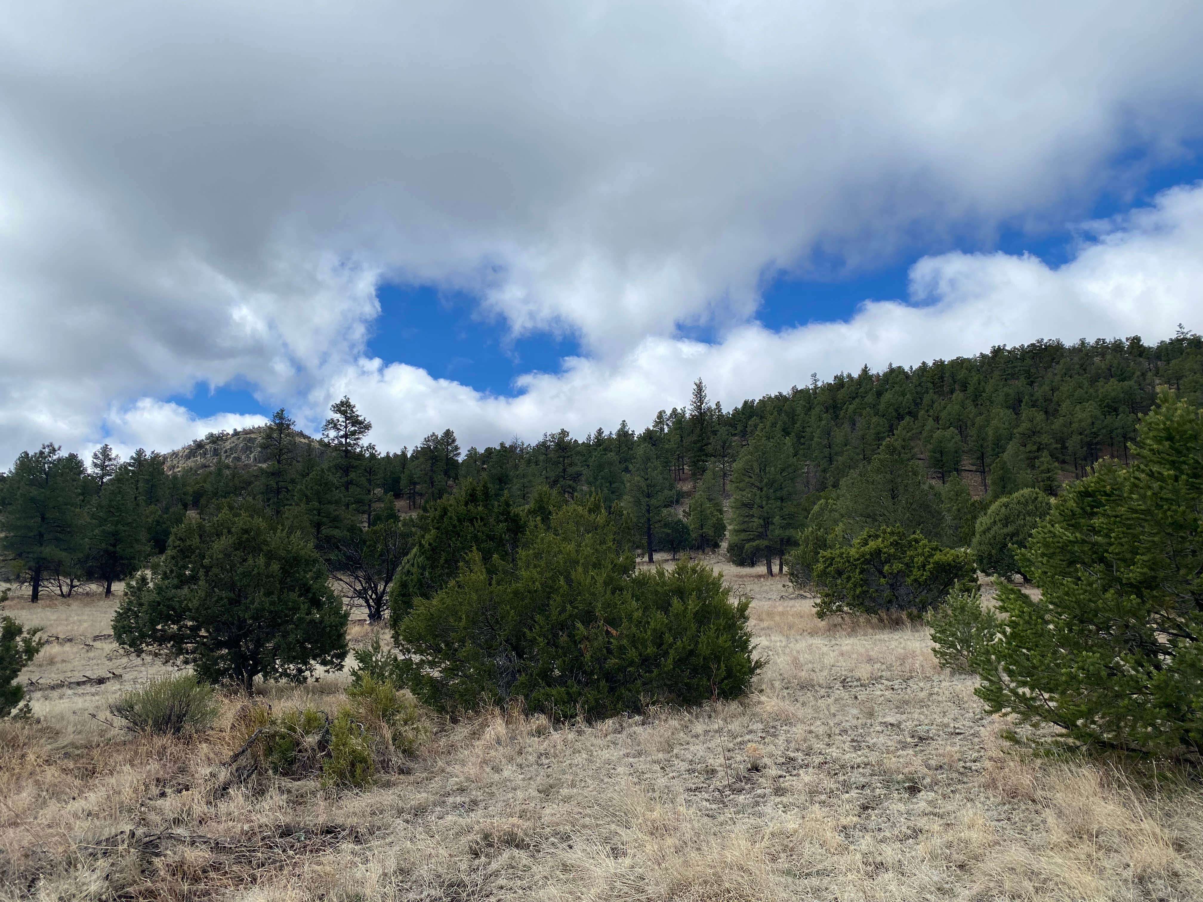 Camper-submitted photo at Swingle Canyon near Datil, NM