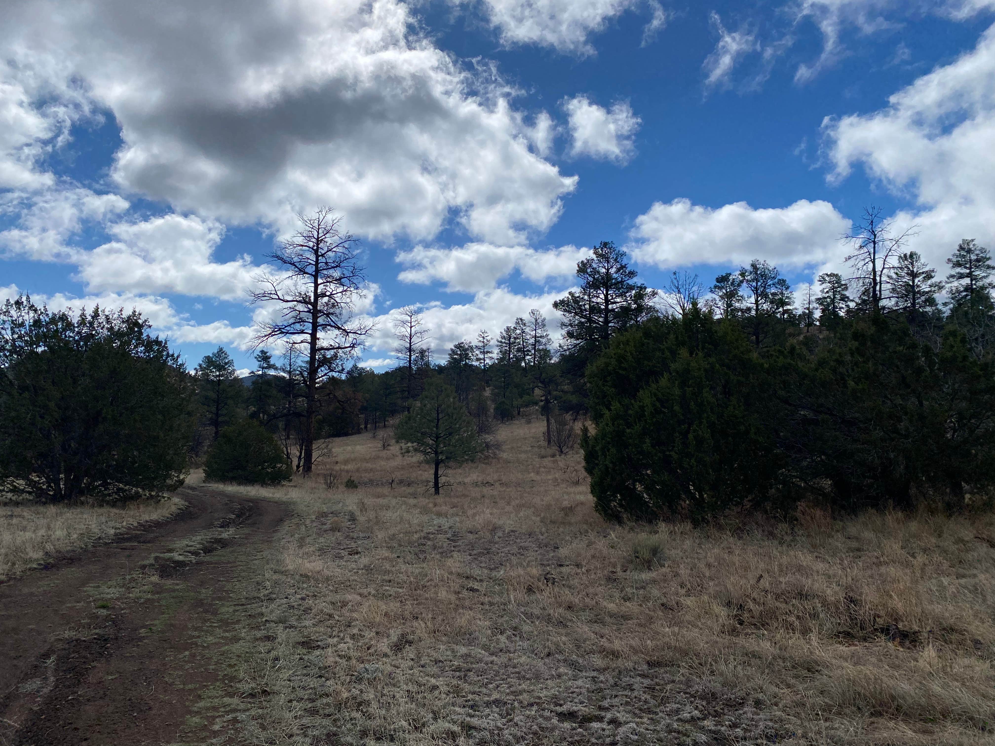 Amina B.'s photo of a dispersed camping area at Swingle Canyon near Datil, NM