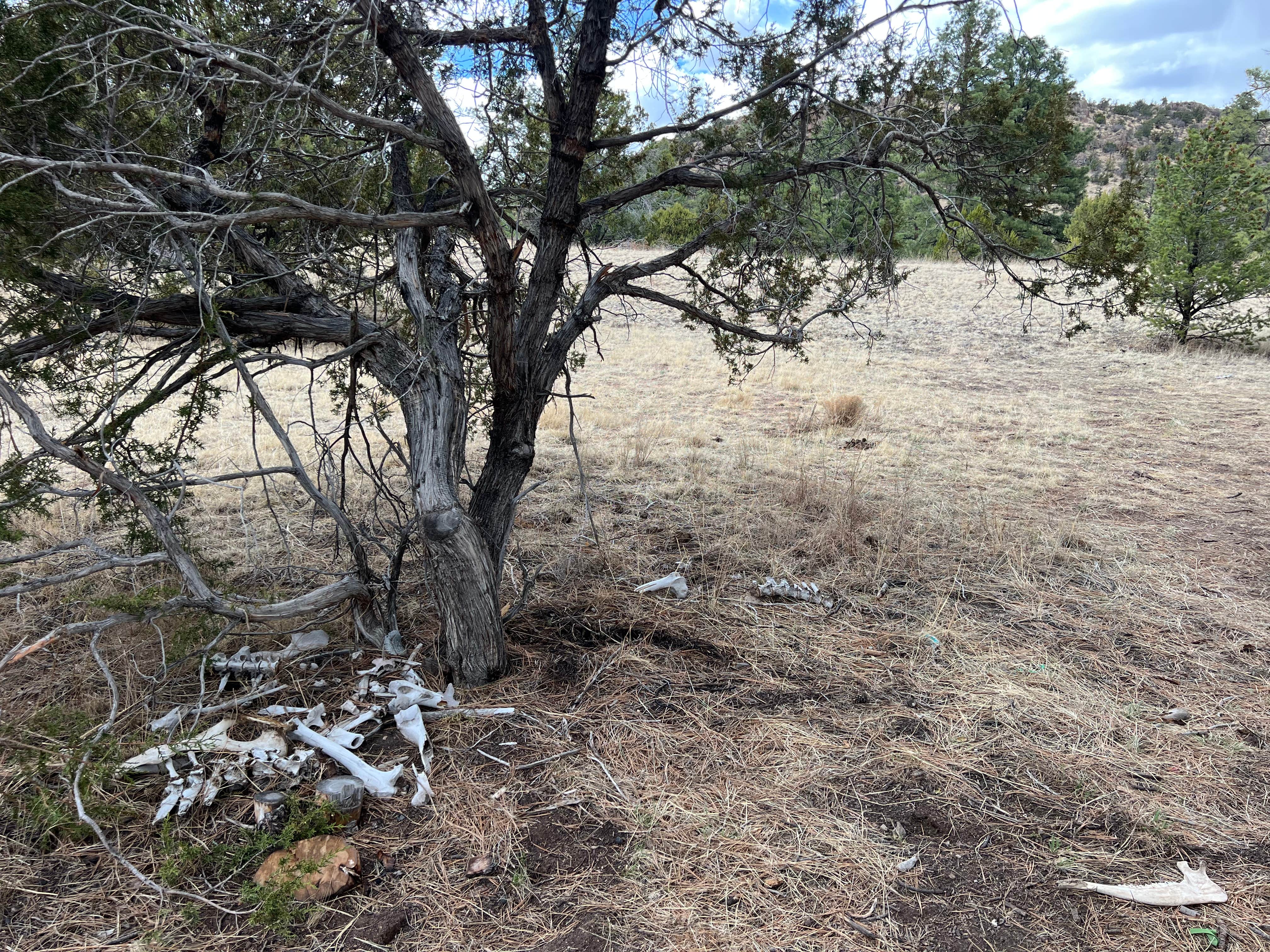 Camper-submitted photo at Swingle Canyon near Datil, NM