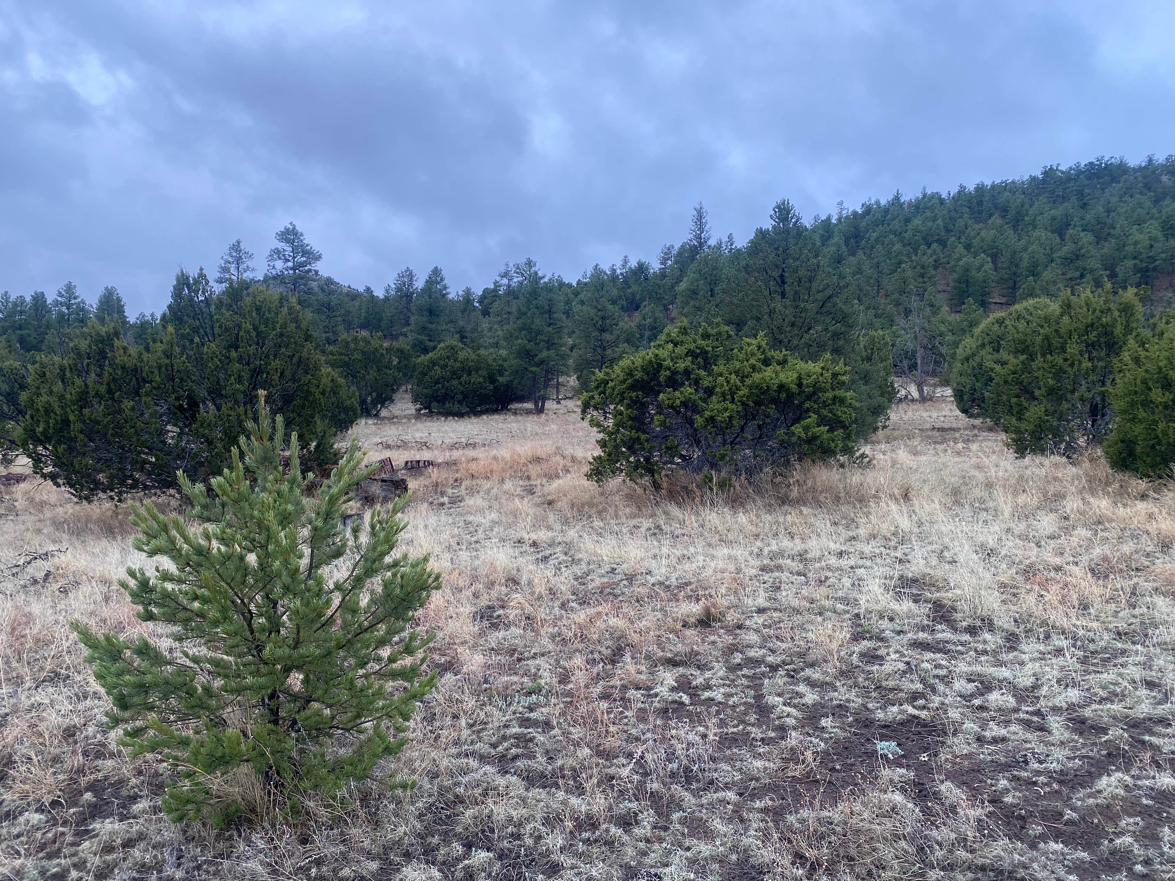 Camper-submitted photo at Swingle Canyon near Datil, NM