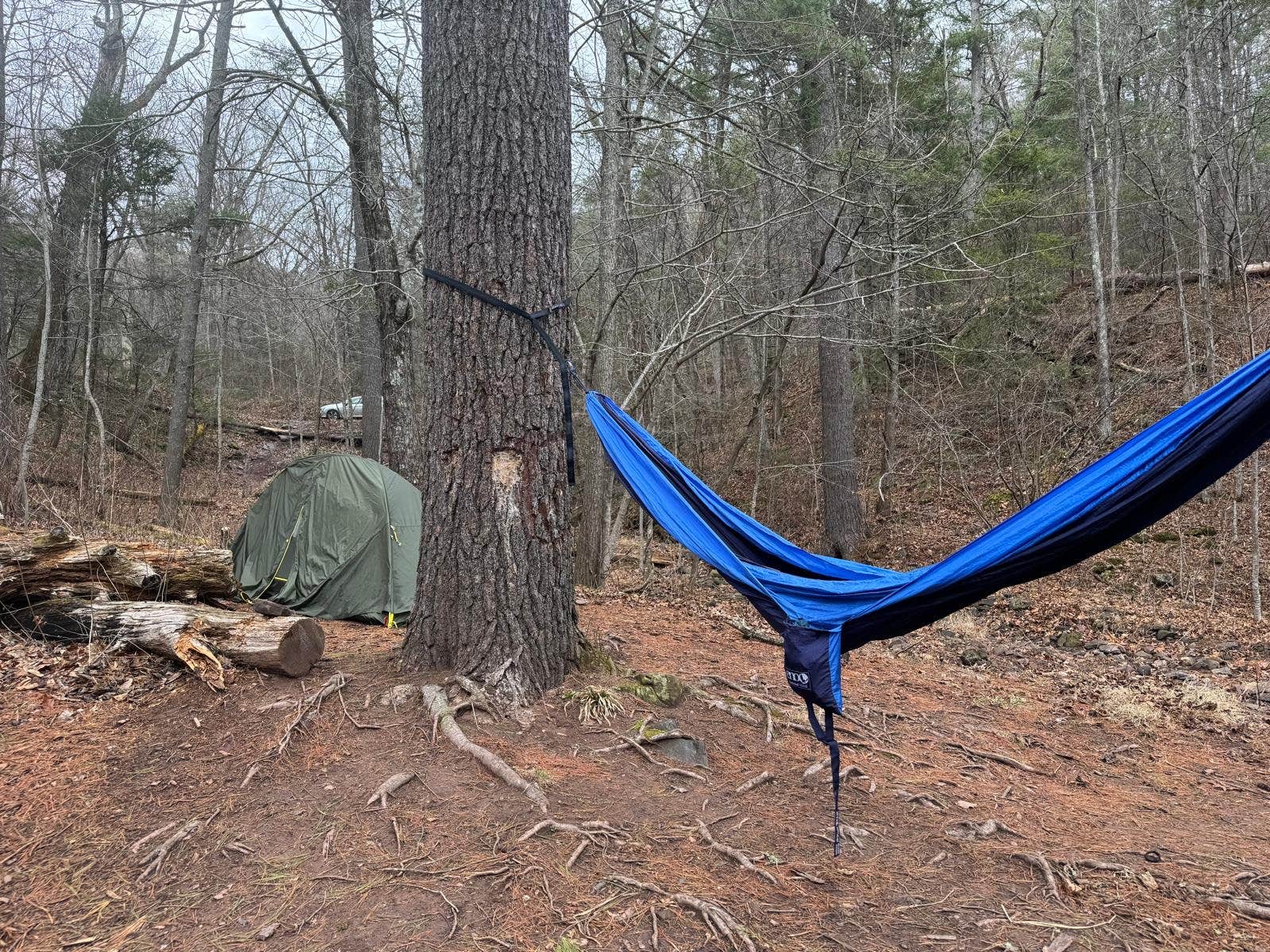 Agatha F.'s photo of tent camping at Switzer Lake Dispersed Camping near Durbin, WV