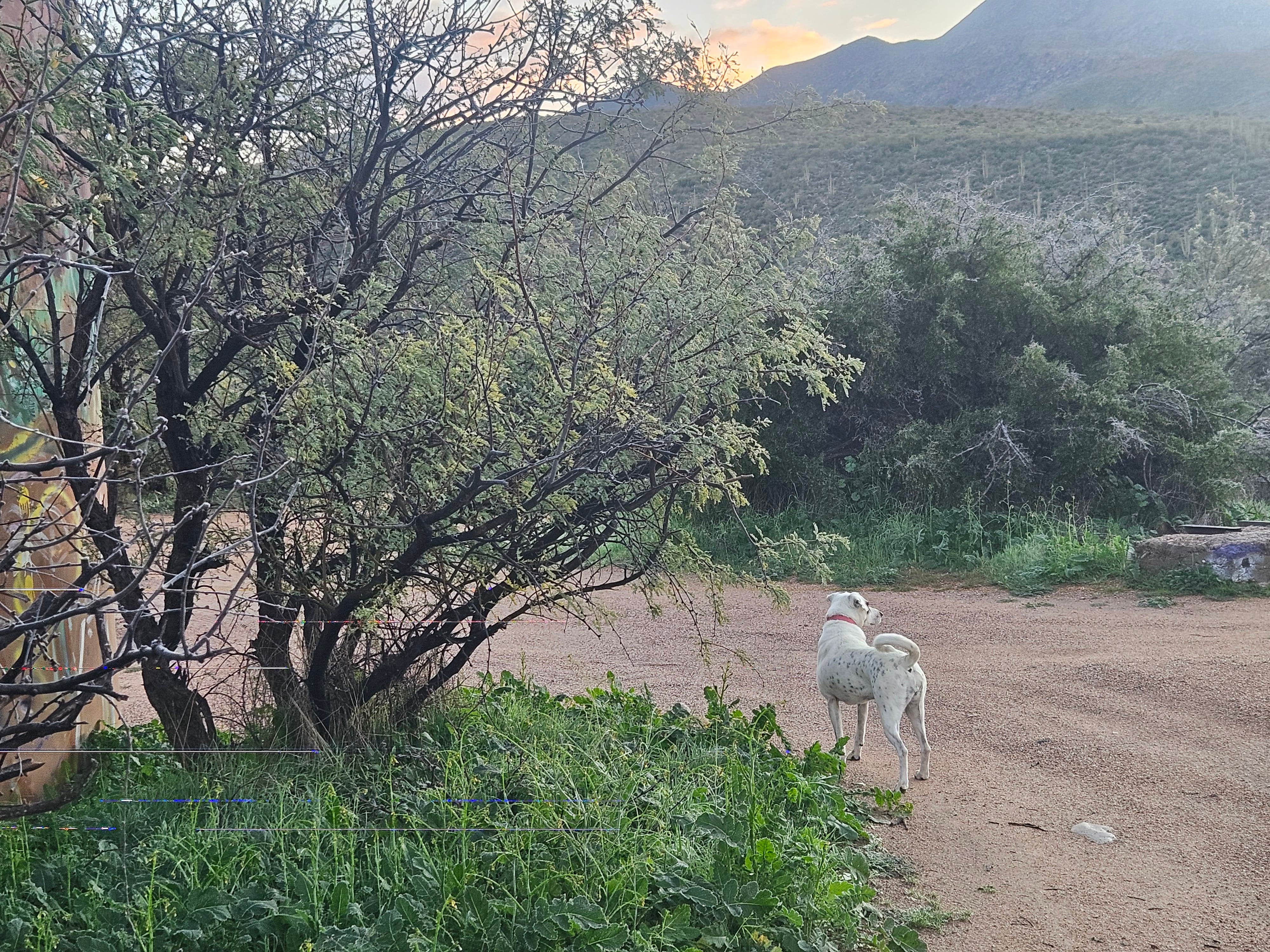 Gregg T.'s photo of camping with pets at Sycamore Creek Recreation Area near Scottsdale, AZ