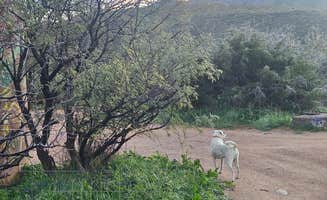 Gregg T.'s photo of camping with pets at Sycamore Creek Recreation Area near Scottsdale, AZ