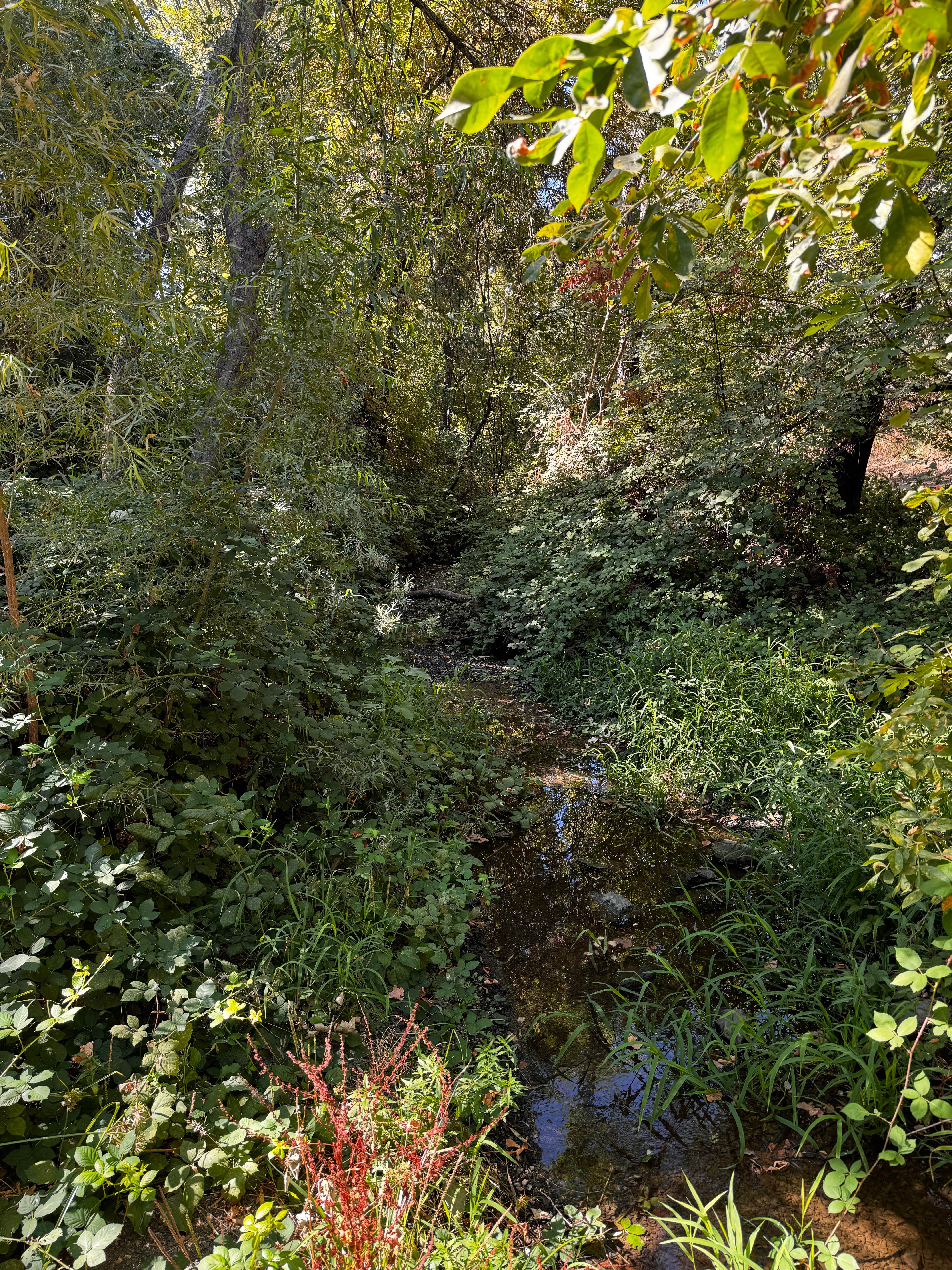 Camper-submitted photo at Sycamore Ranch RV Park near Gridley, CA