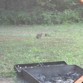 Review photo of Table Rock Lake Campground RV Resort and Marina by Dev T., June 9, 2026