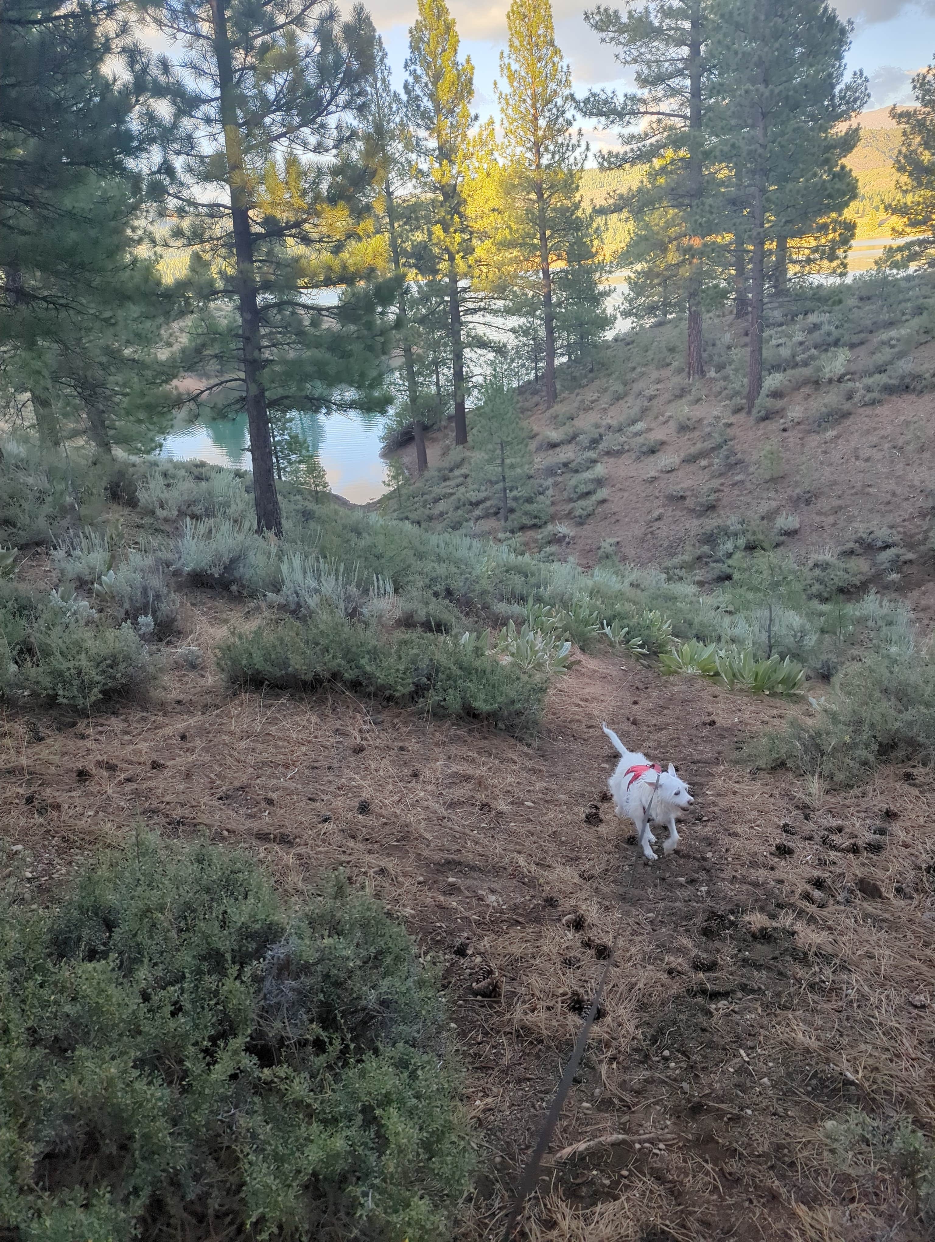 Vanessa H.'s photo of camping with pets at Tahoe National Forest Boca Campground near Kings Beach, CA