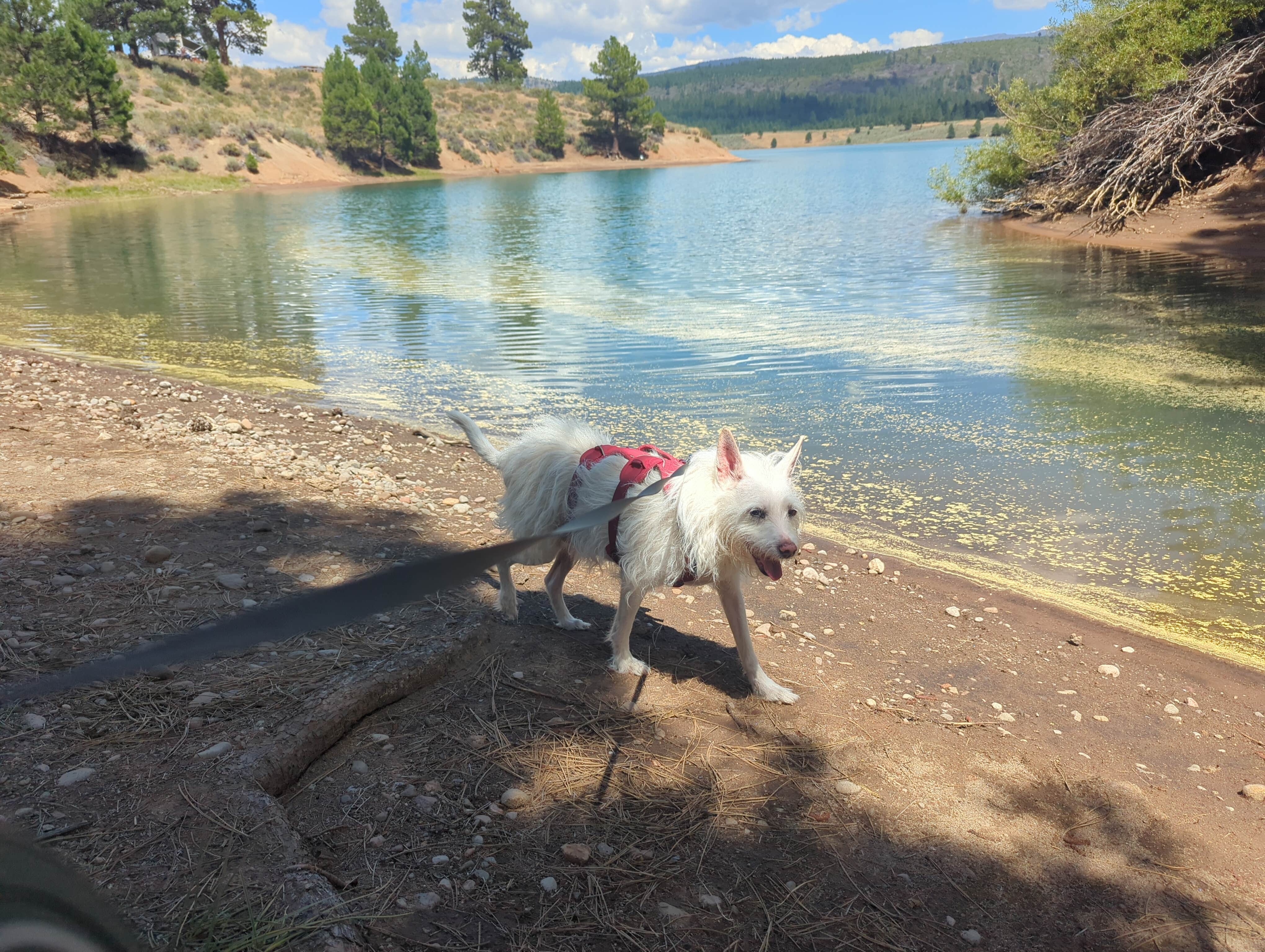 Vanessa H.'s photo of camping with pets at Tahoe National Forest Boca Campground near Alpine Meadows, CA