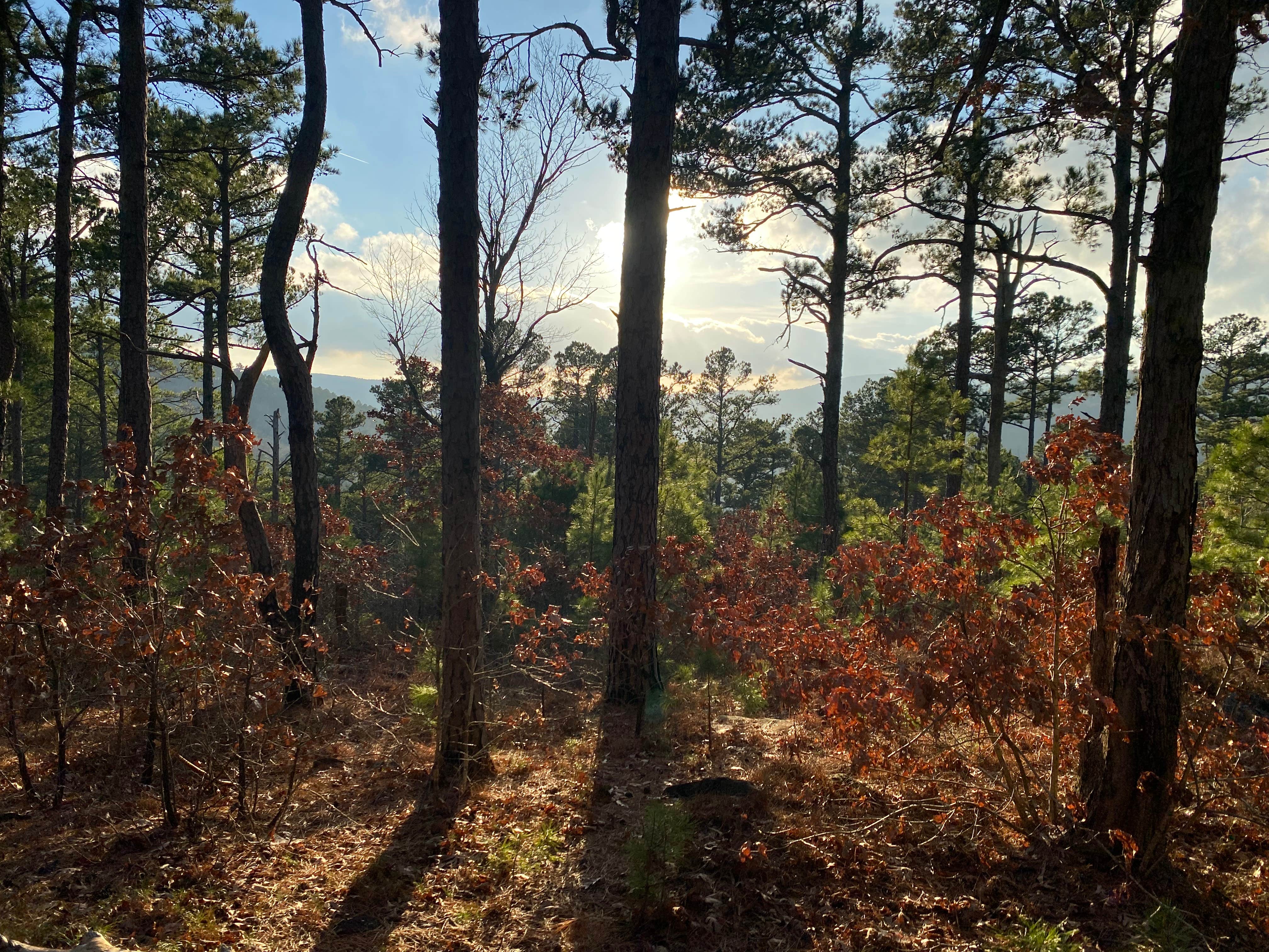 Tim B.'s photo of a dispersed camping area at Talimena Scenic Drive near Wickes, AR
