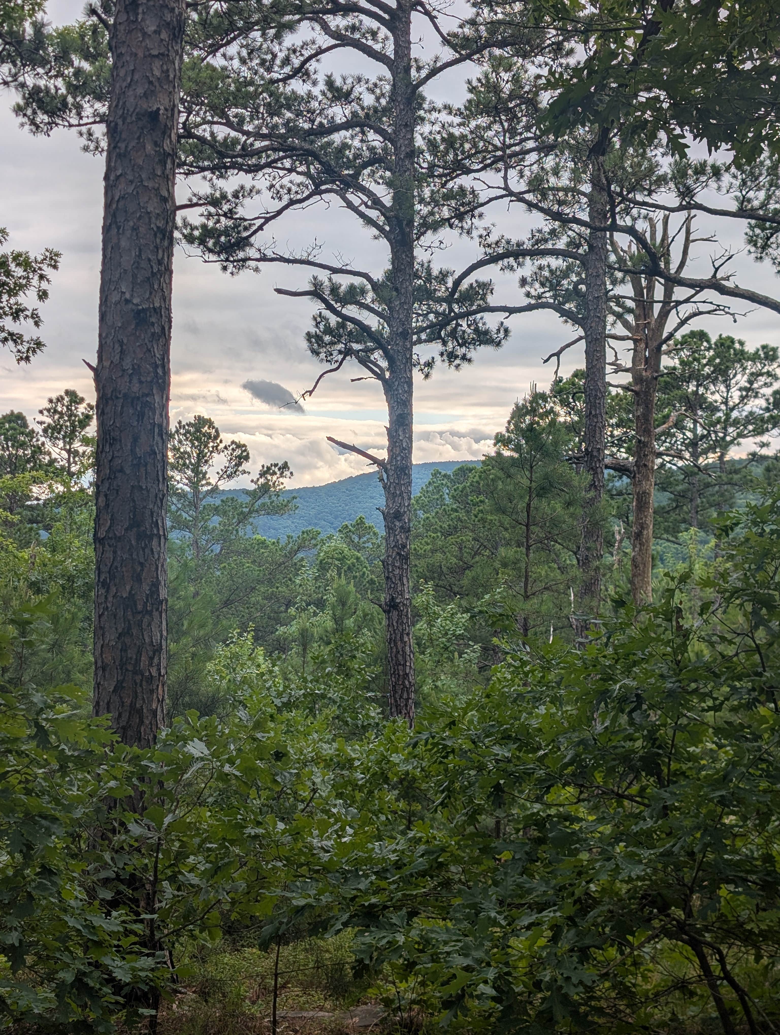 Camper-submitted photo at Talimena Scenic Drive near Boles, AR