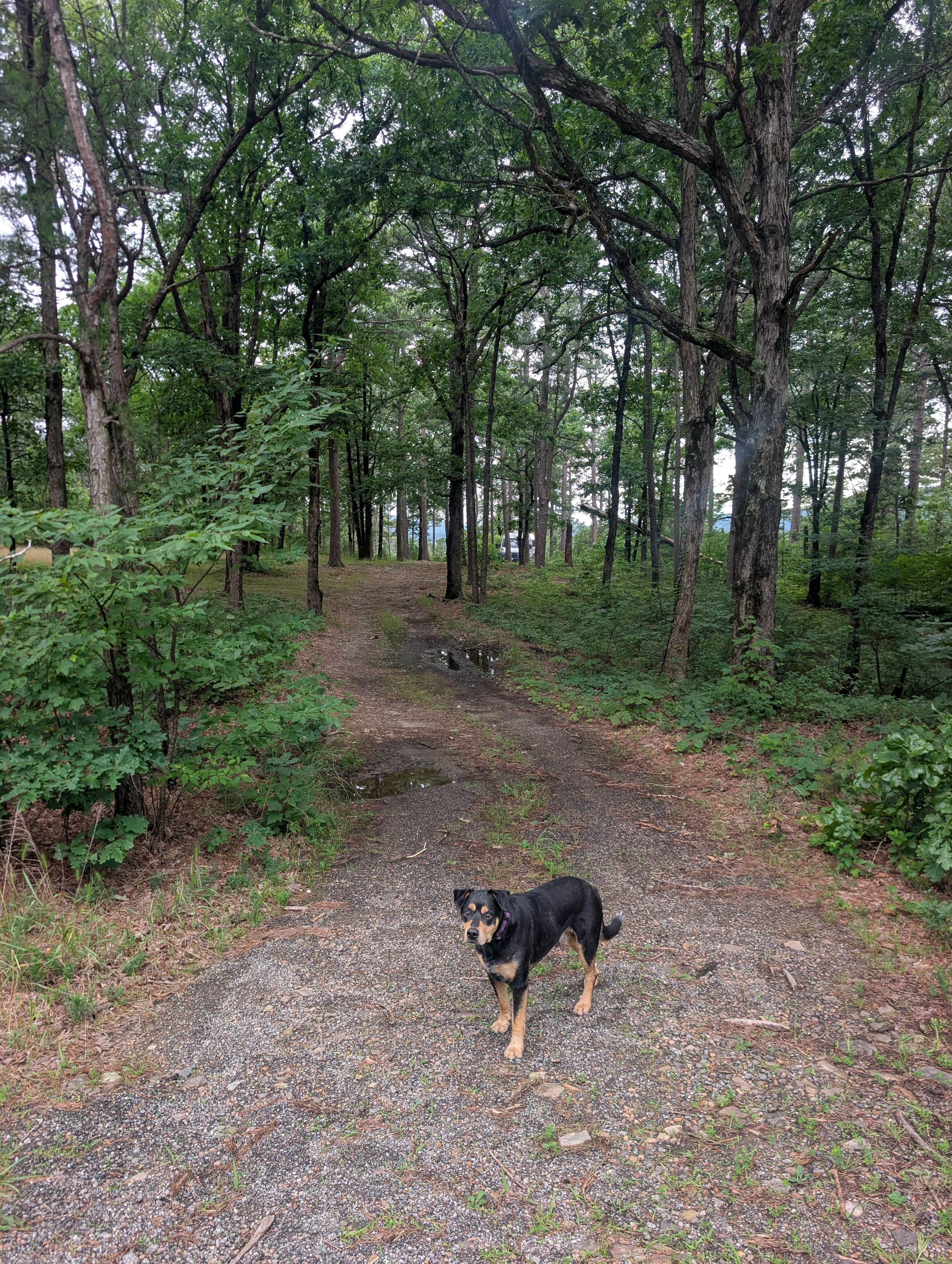Almost H.'s photo of camping with pets at Talimena Scenic Drive near Mena, AR
