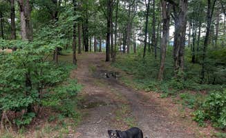 Almost H.'s photo of camping with pets at Talimena Scenic Drive near Big Cedar, OK