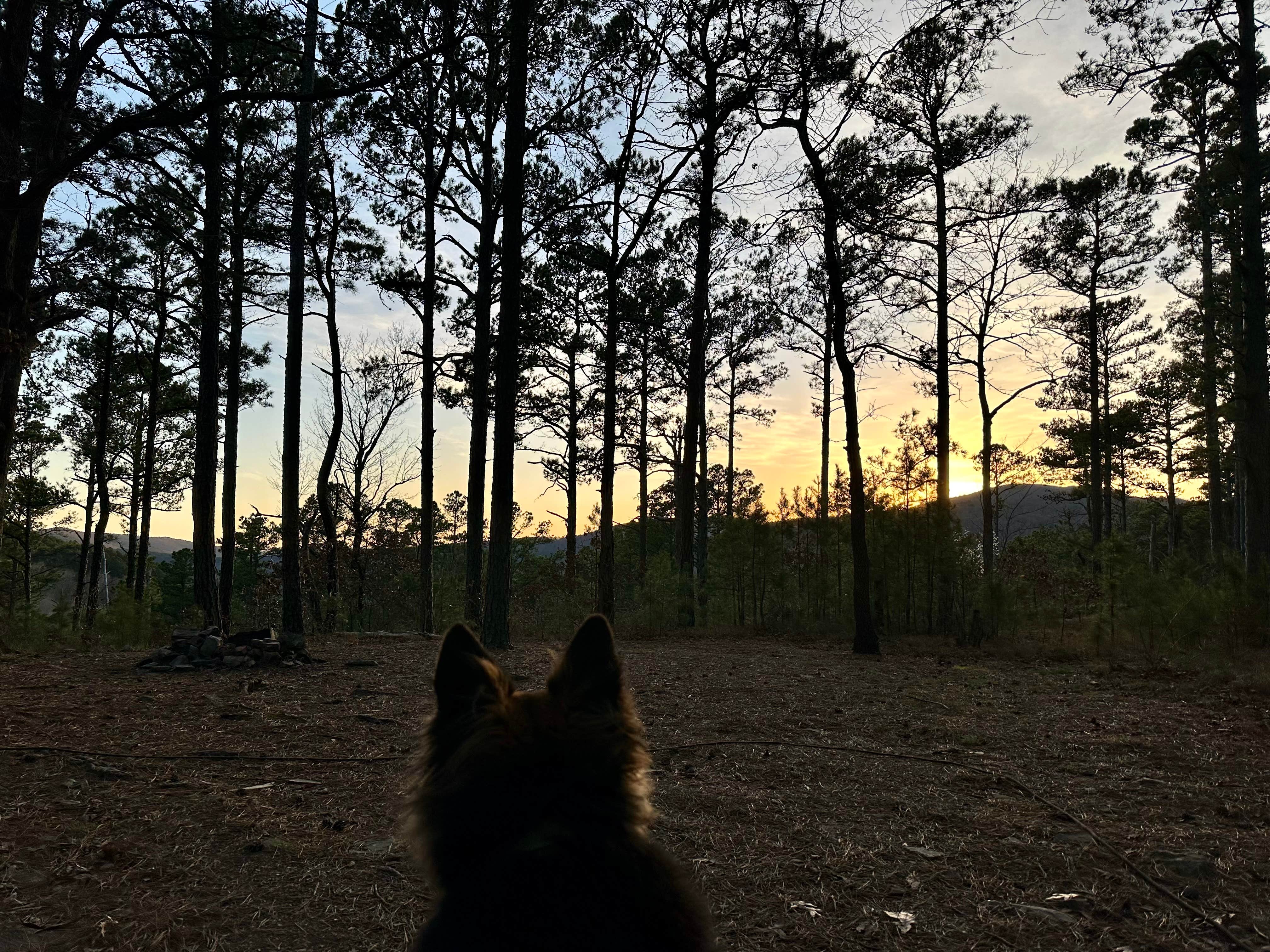 Brien's photo of a dispersed camping area at Talimena Scenic Drive near Oden, AR