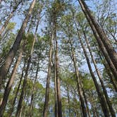 Review photo of Tall Pines / Chesapeake Bay KOA Holiday by Greg S., May 28, 2025